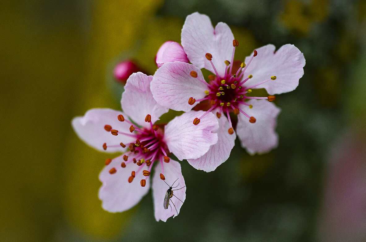 The Awakening of Nature