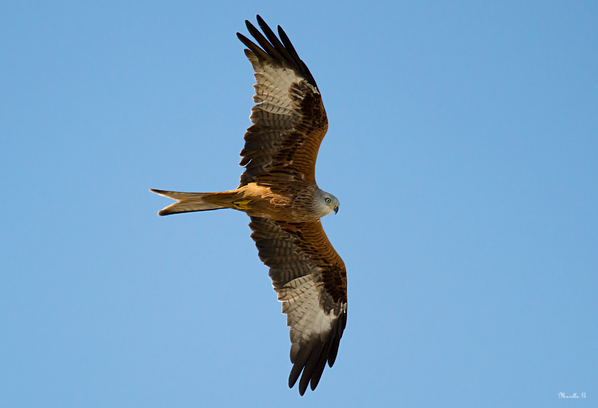 Red Kite 6
