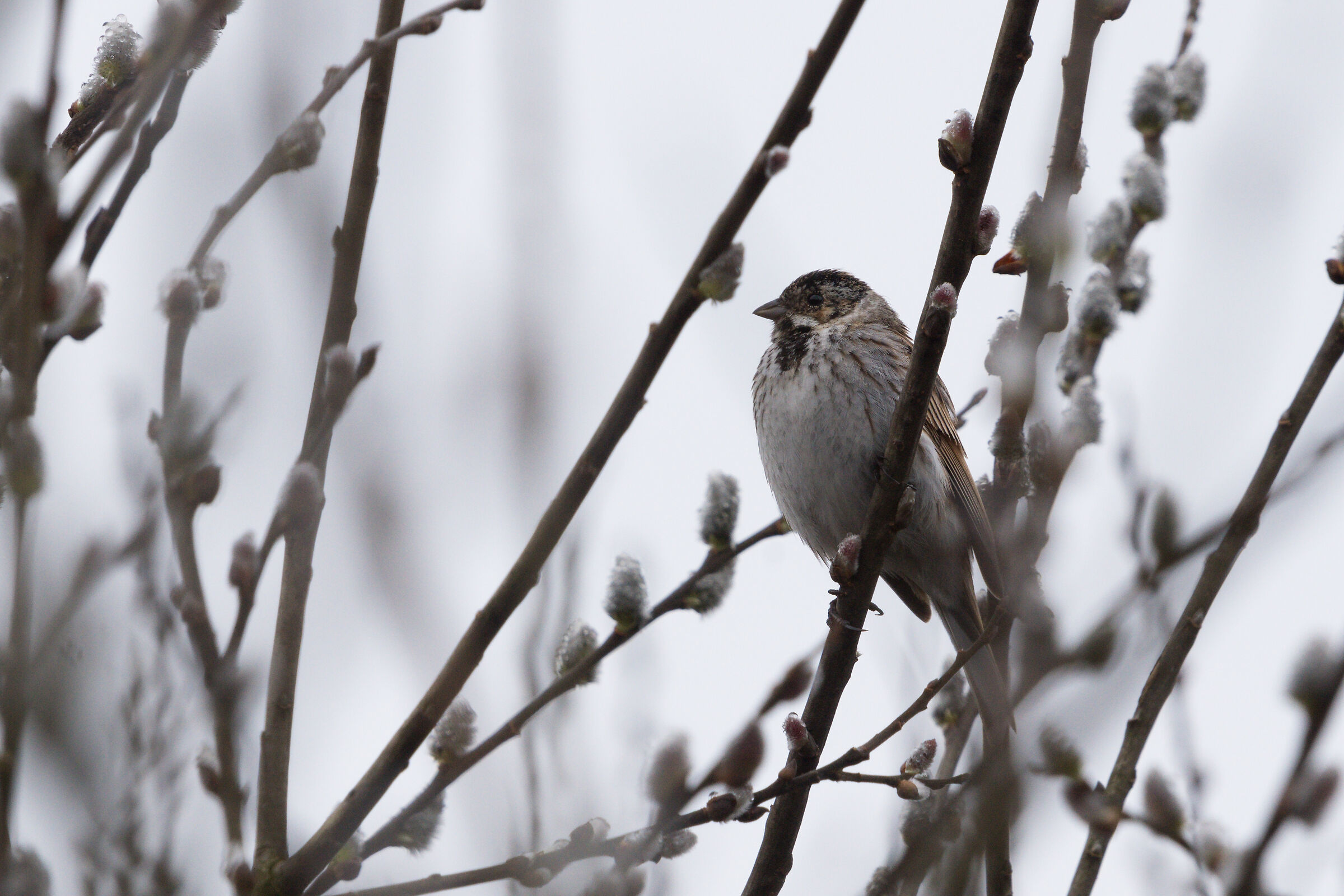 Comune Reed Bunting (Emberiza schoeniclus)