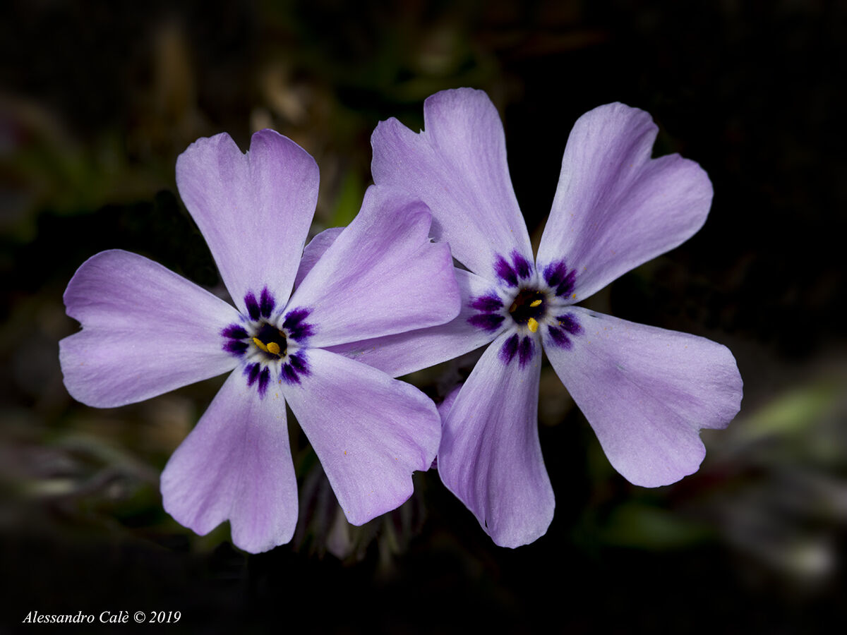 Saponaria 8239