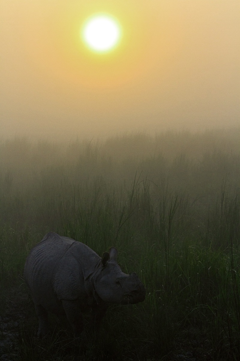 Rhino in the mist