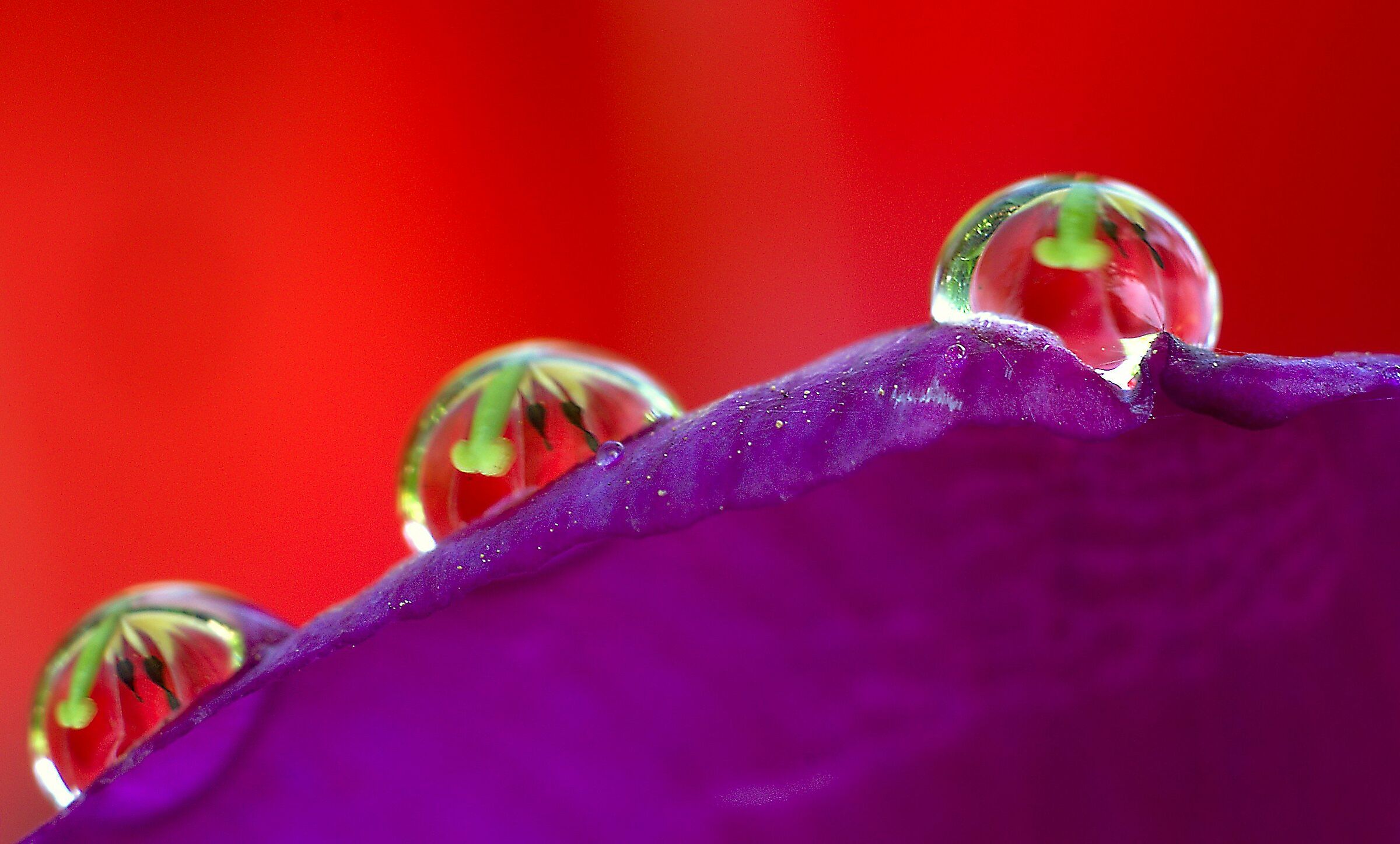 50 sfumature di rosso...