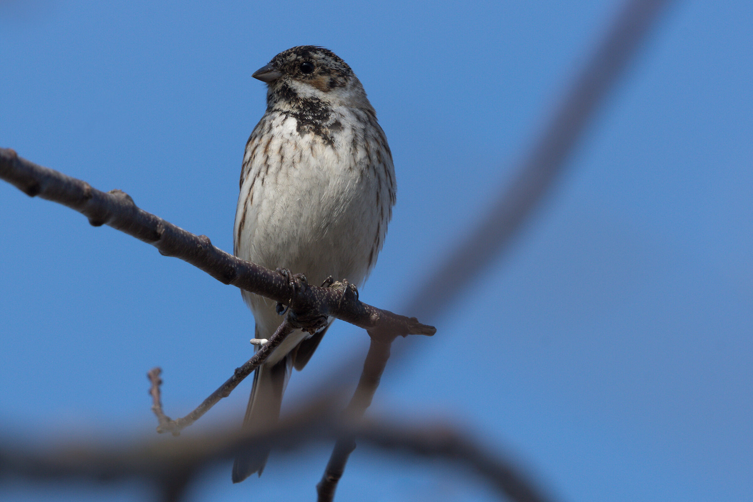 Comune Reed Bunting (Emberiza schoeniclus)