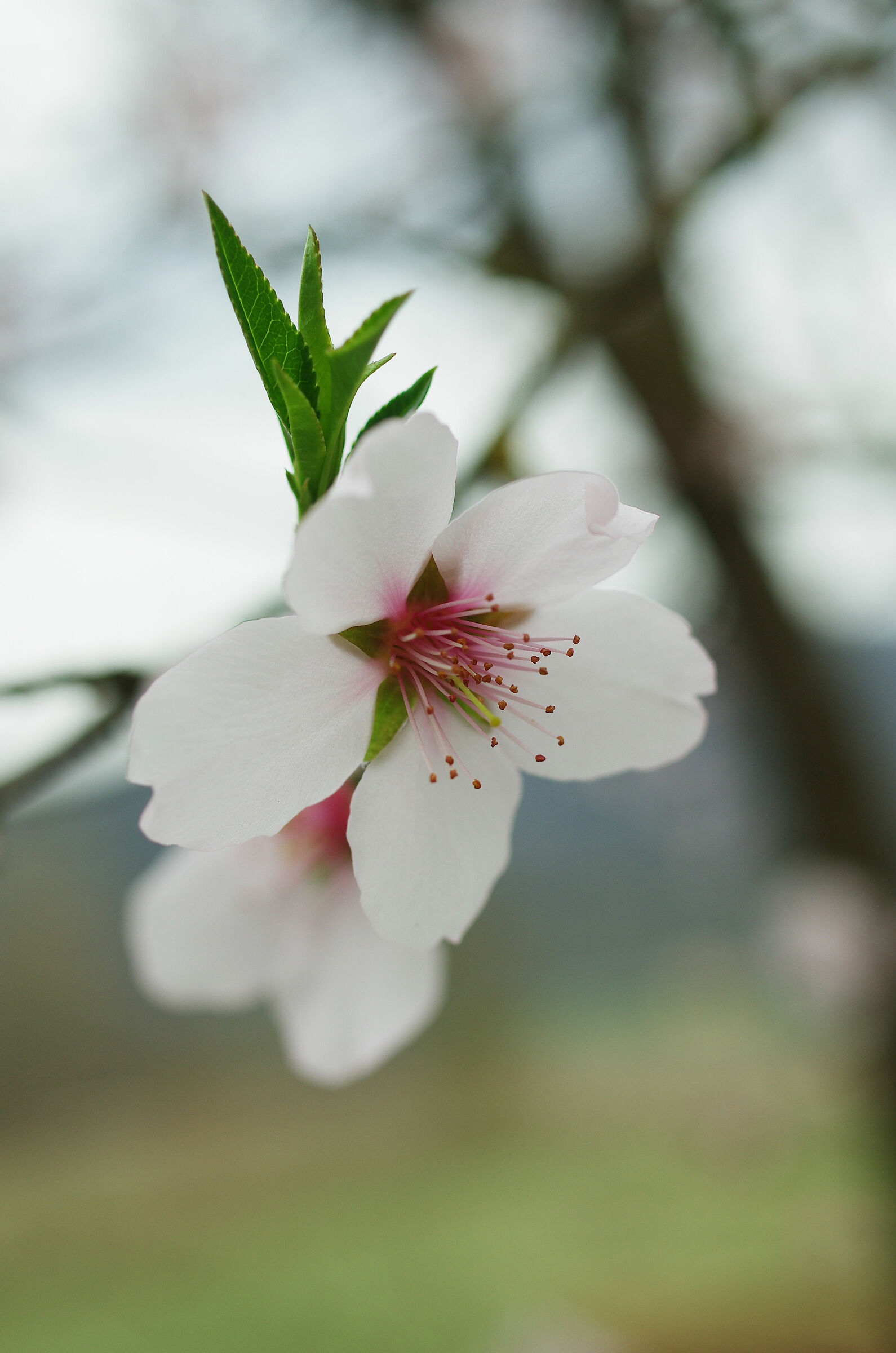 Flower of Almond