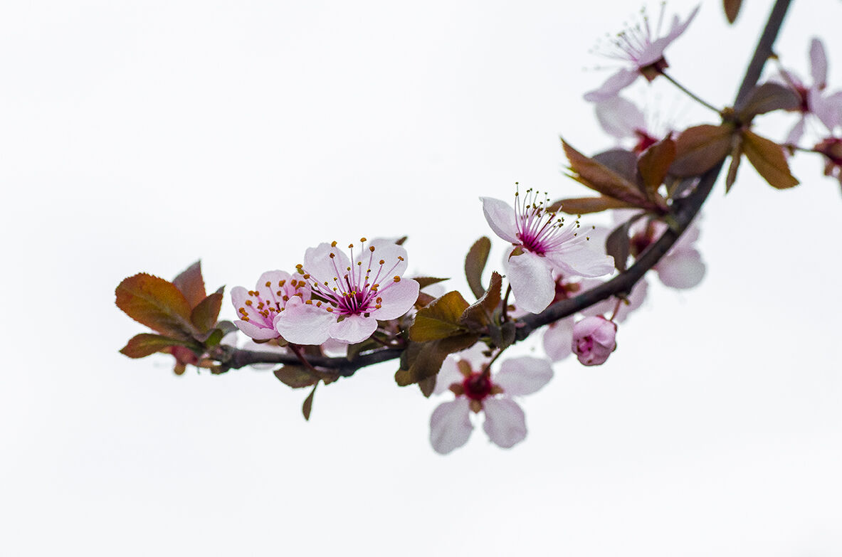 Flowered Branch