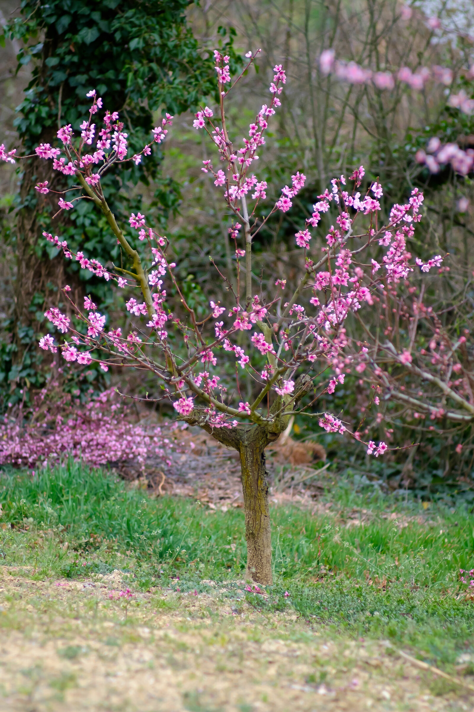 PROVA2 Flowers Pentacon 135