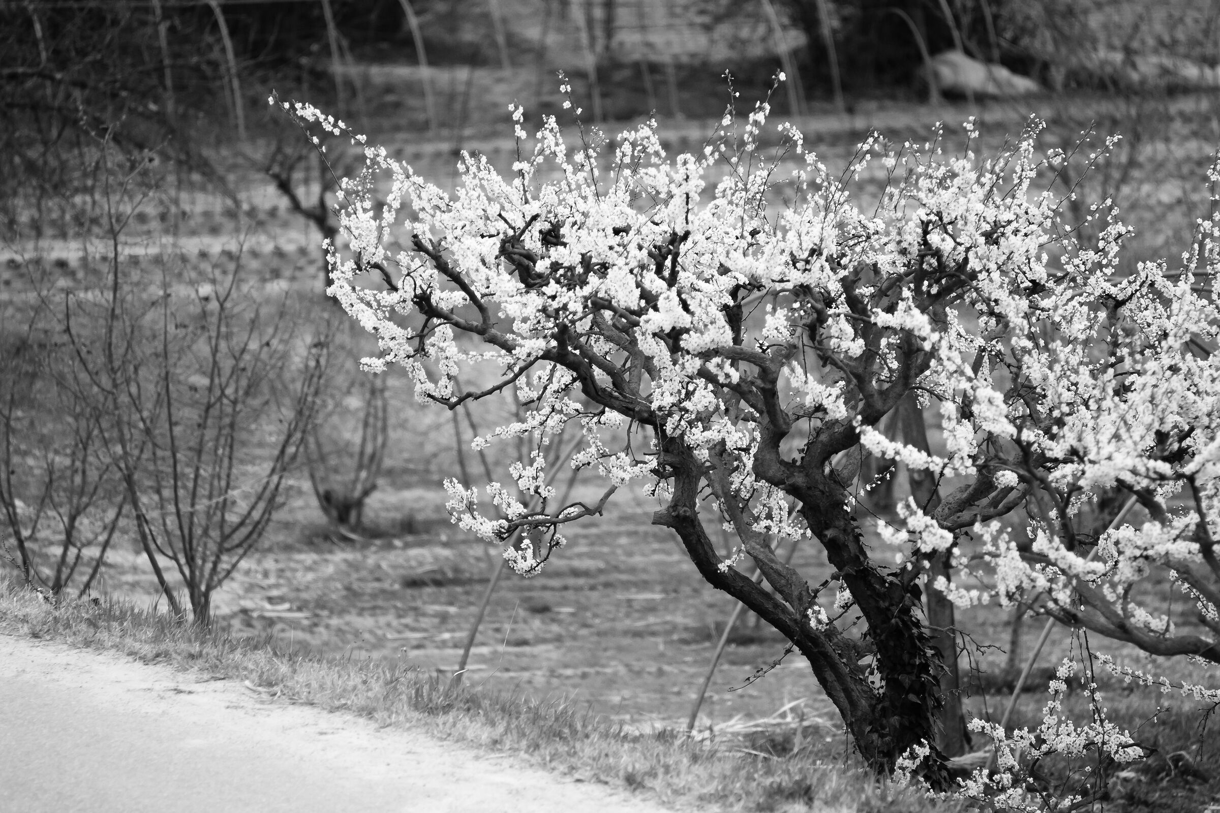 Prova3 fiori Pentacon 135