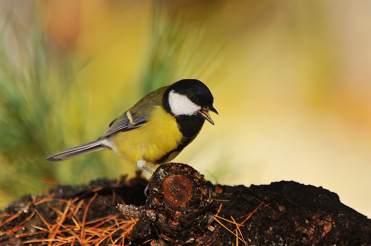 The song of the chickadee