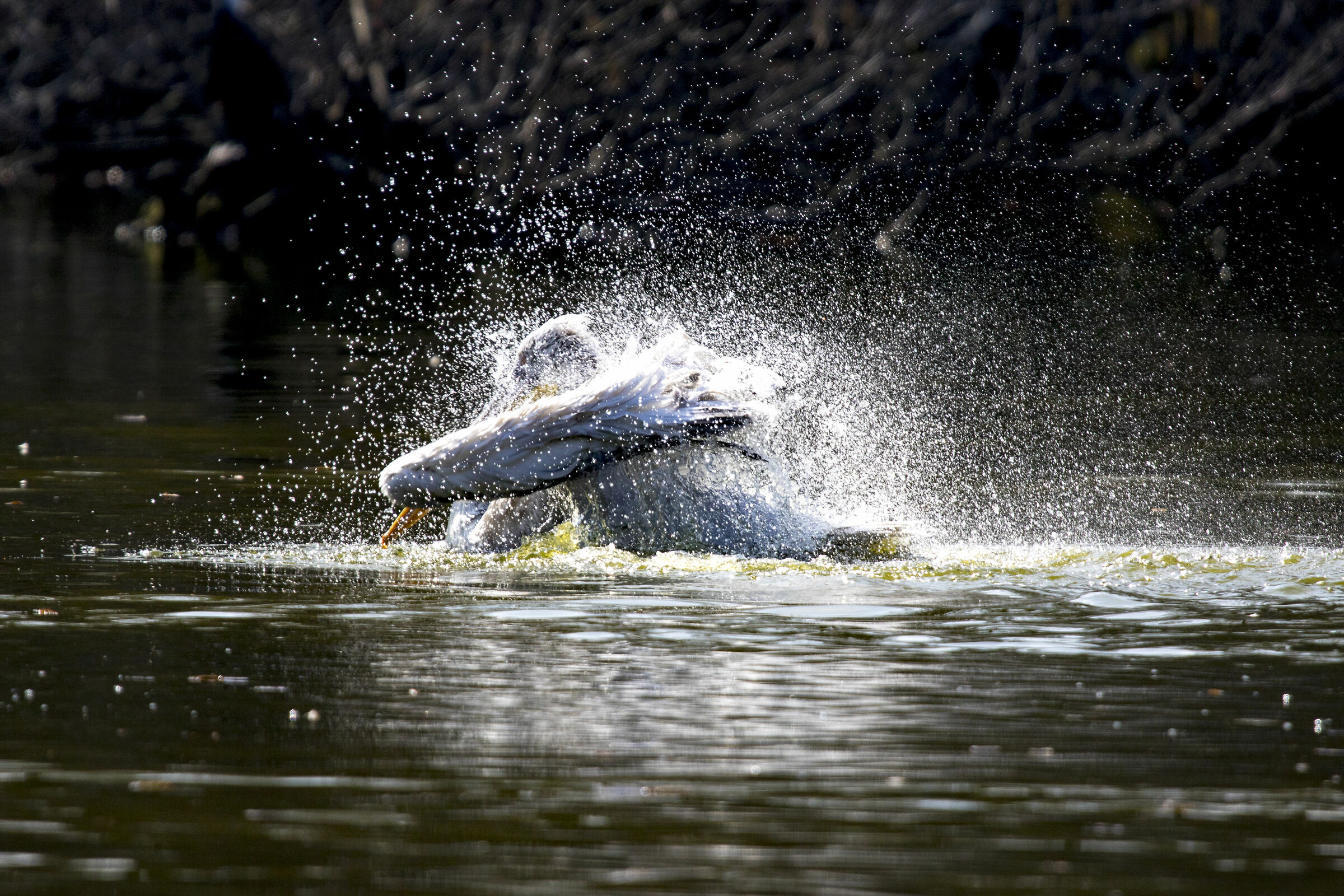 The Pelican shower