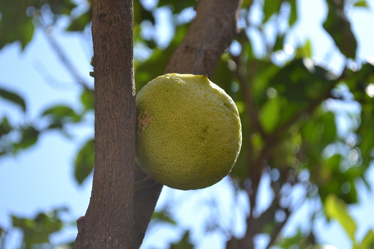 Lemons Sardinian