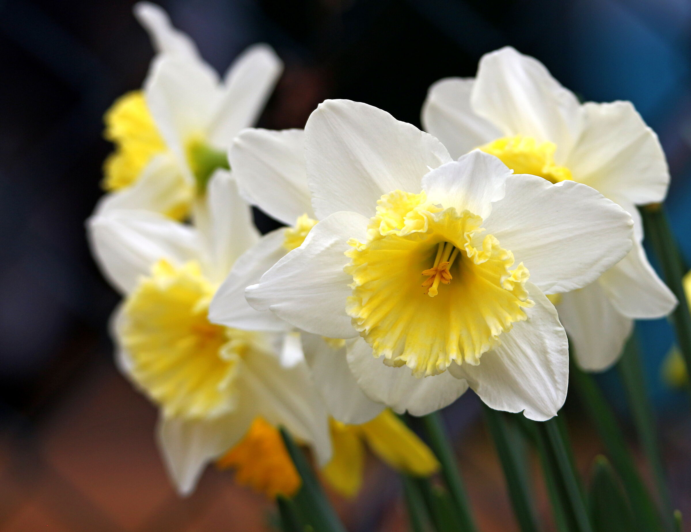 Daffodils