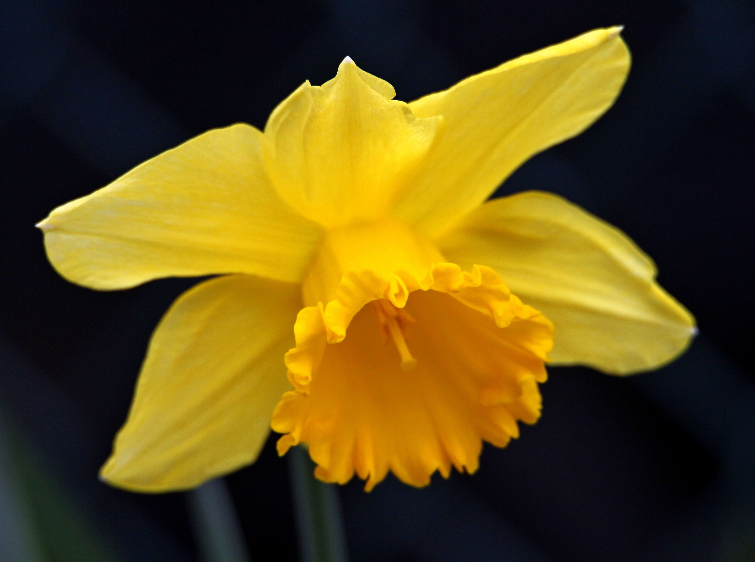 Yellow Narcissus