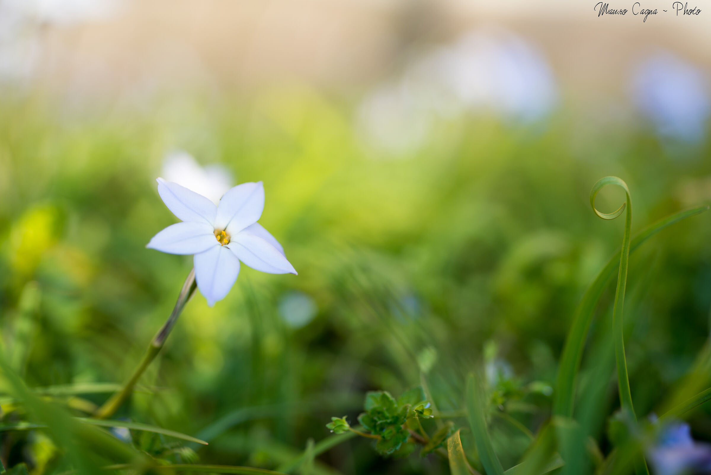 Ipheion uniflorum