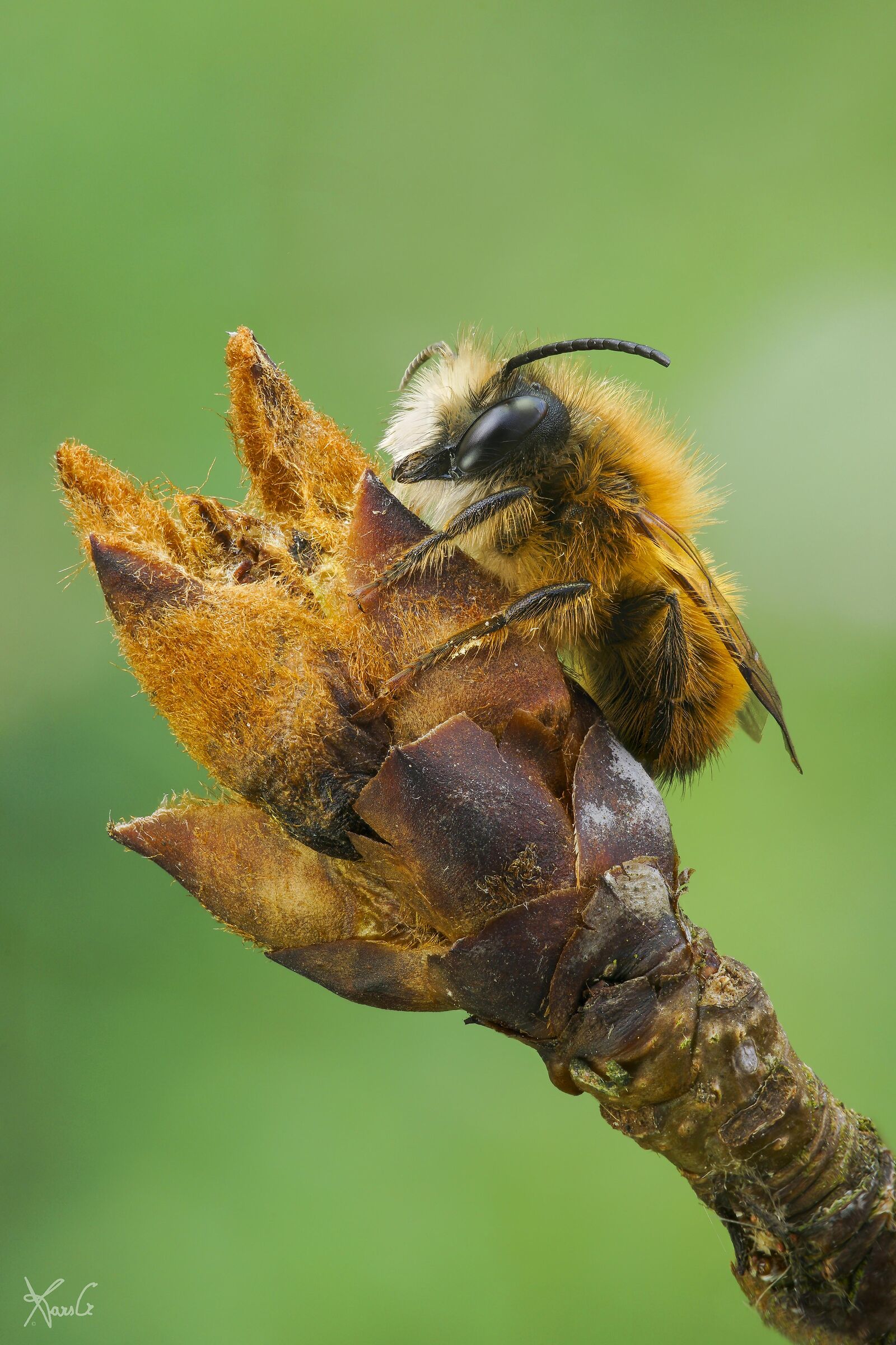 Osmia rufa