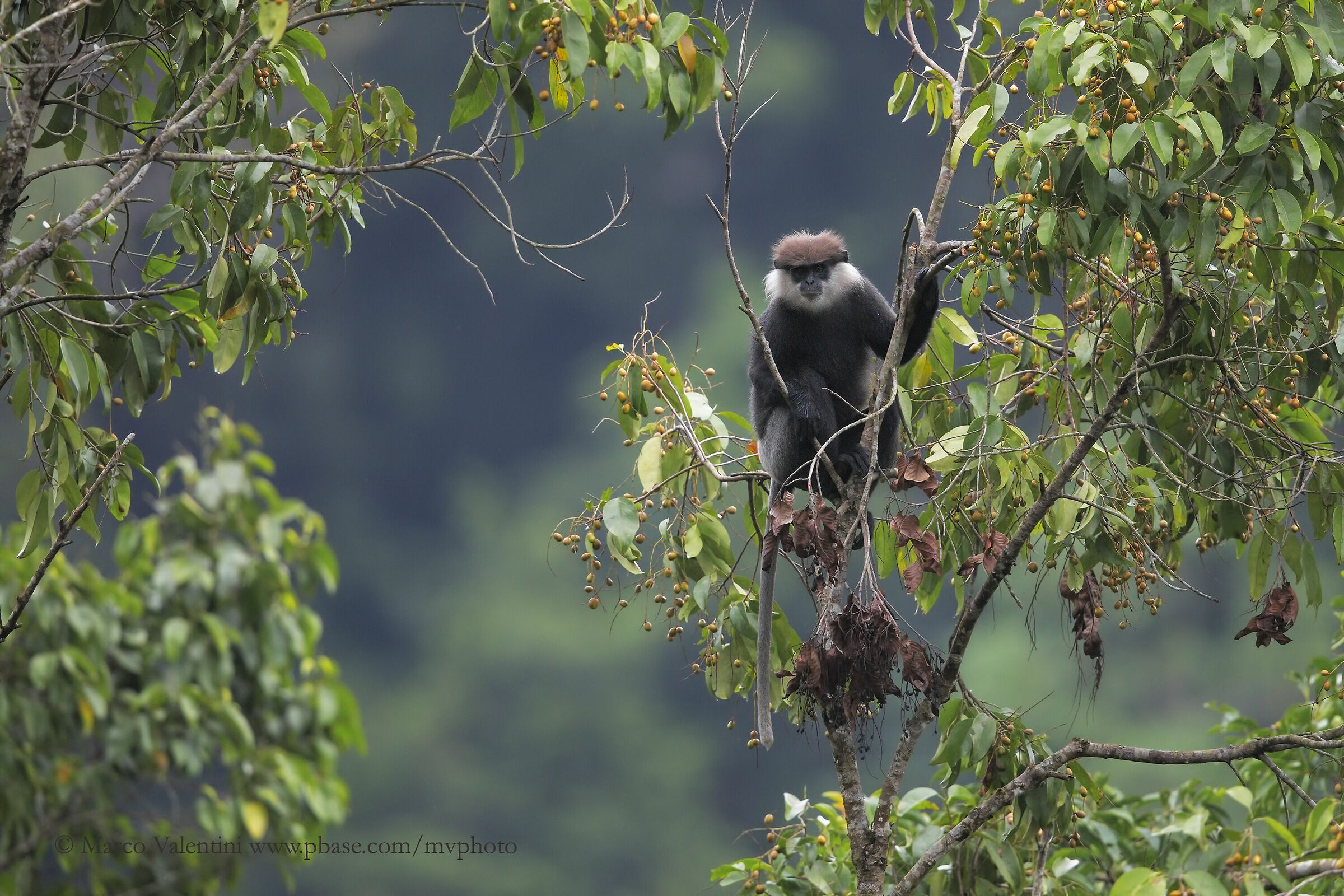 Purple-Faced Langur