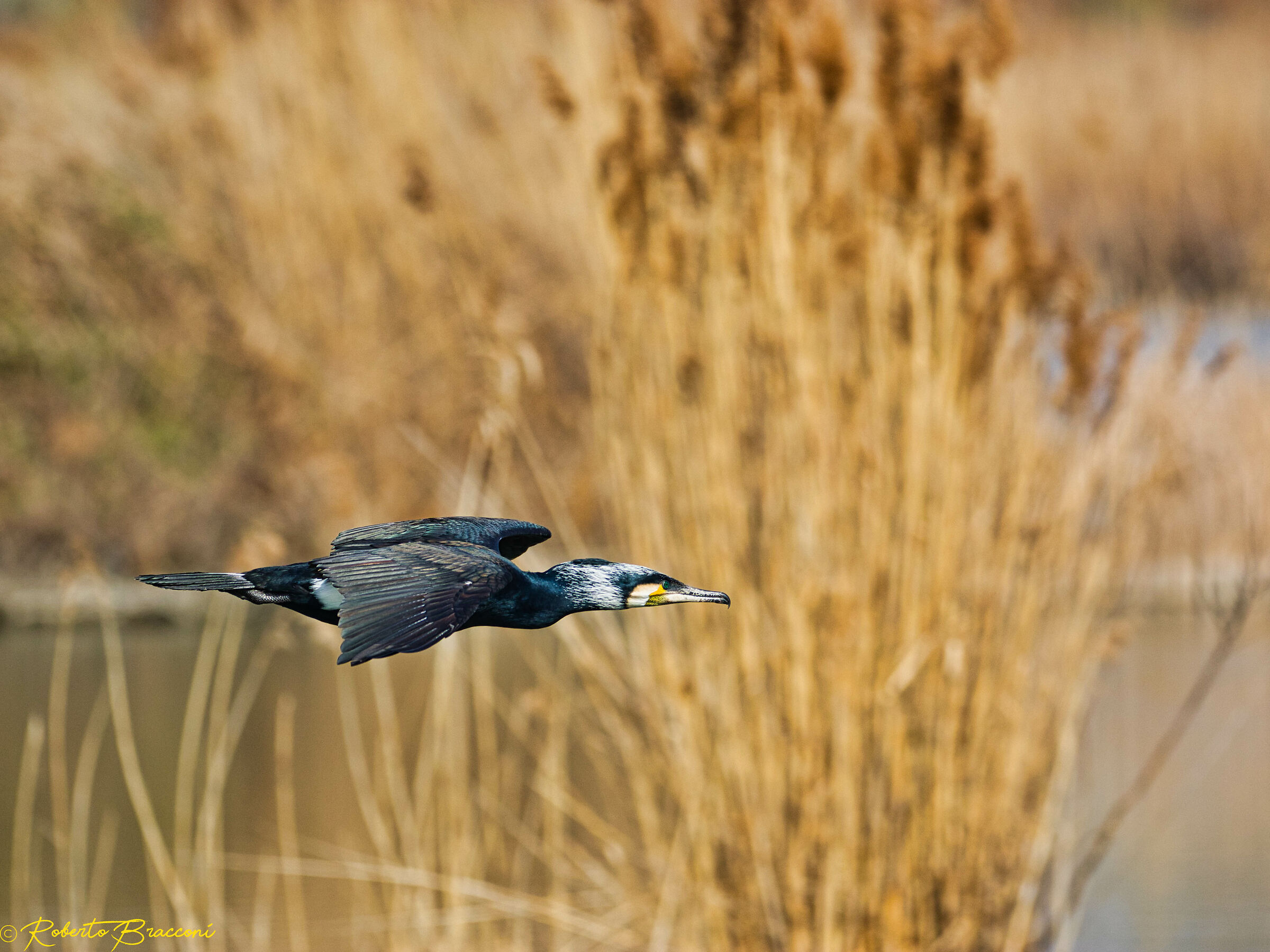 Cormorants