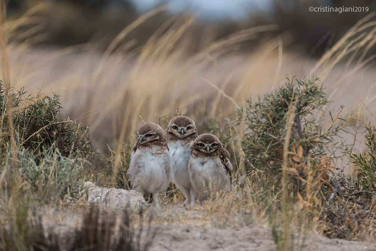 The good, the bad, the bad