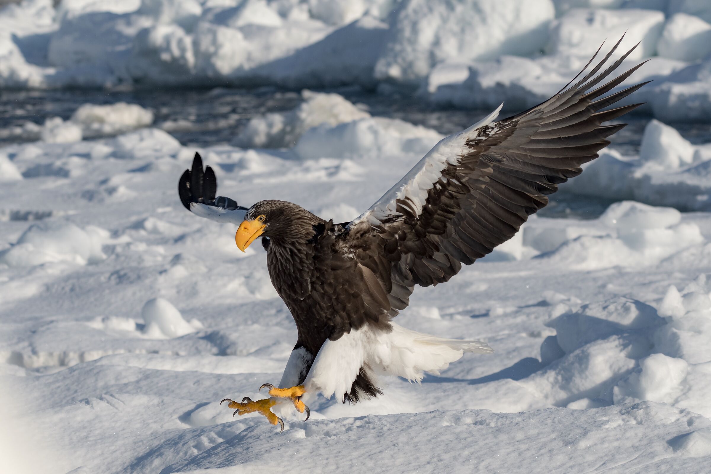 Steller's sea eagle, wings