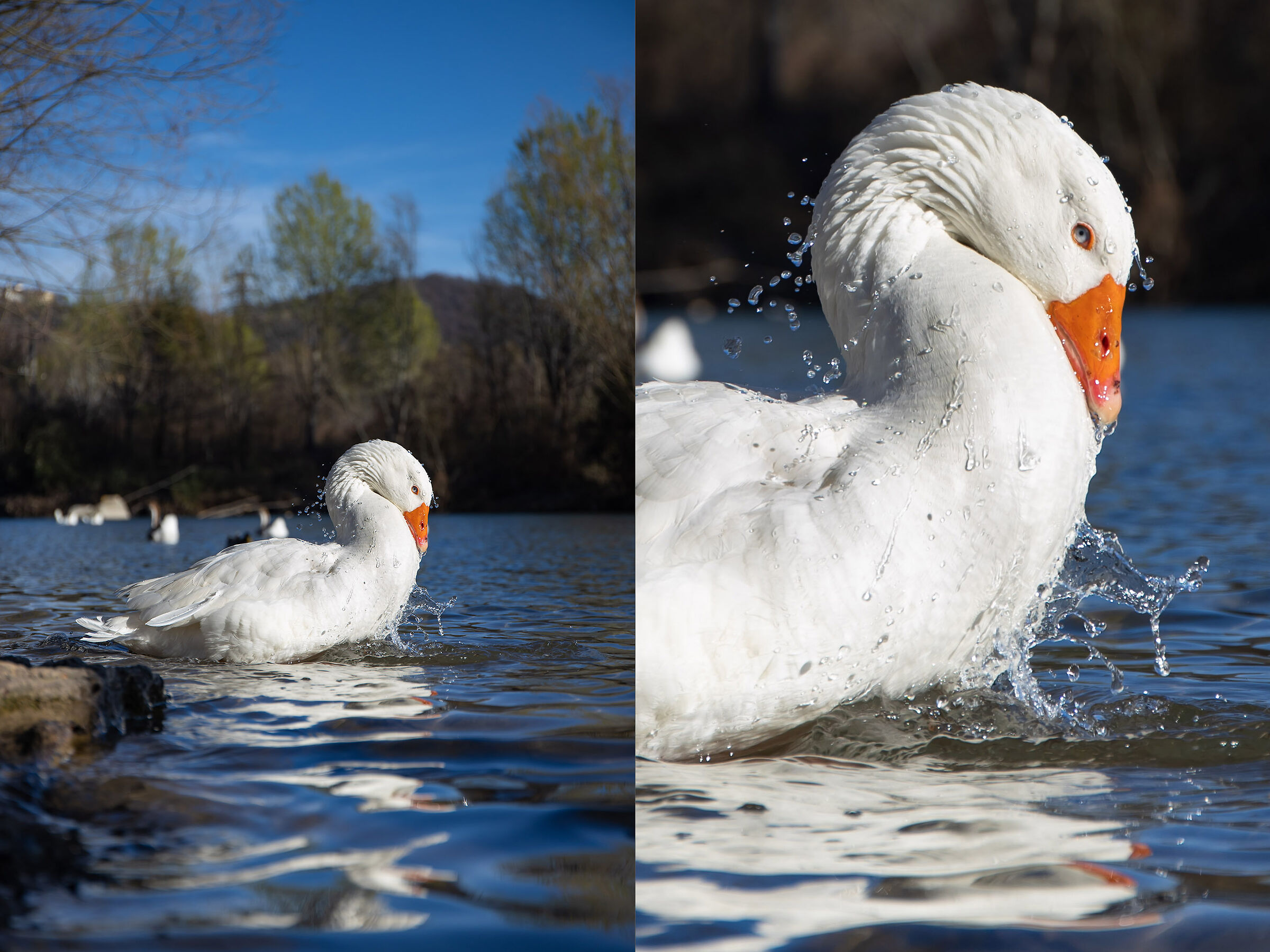 EOS R Autofocus Servo Test