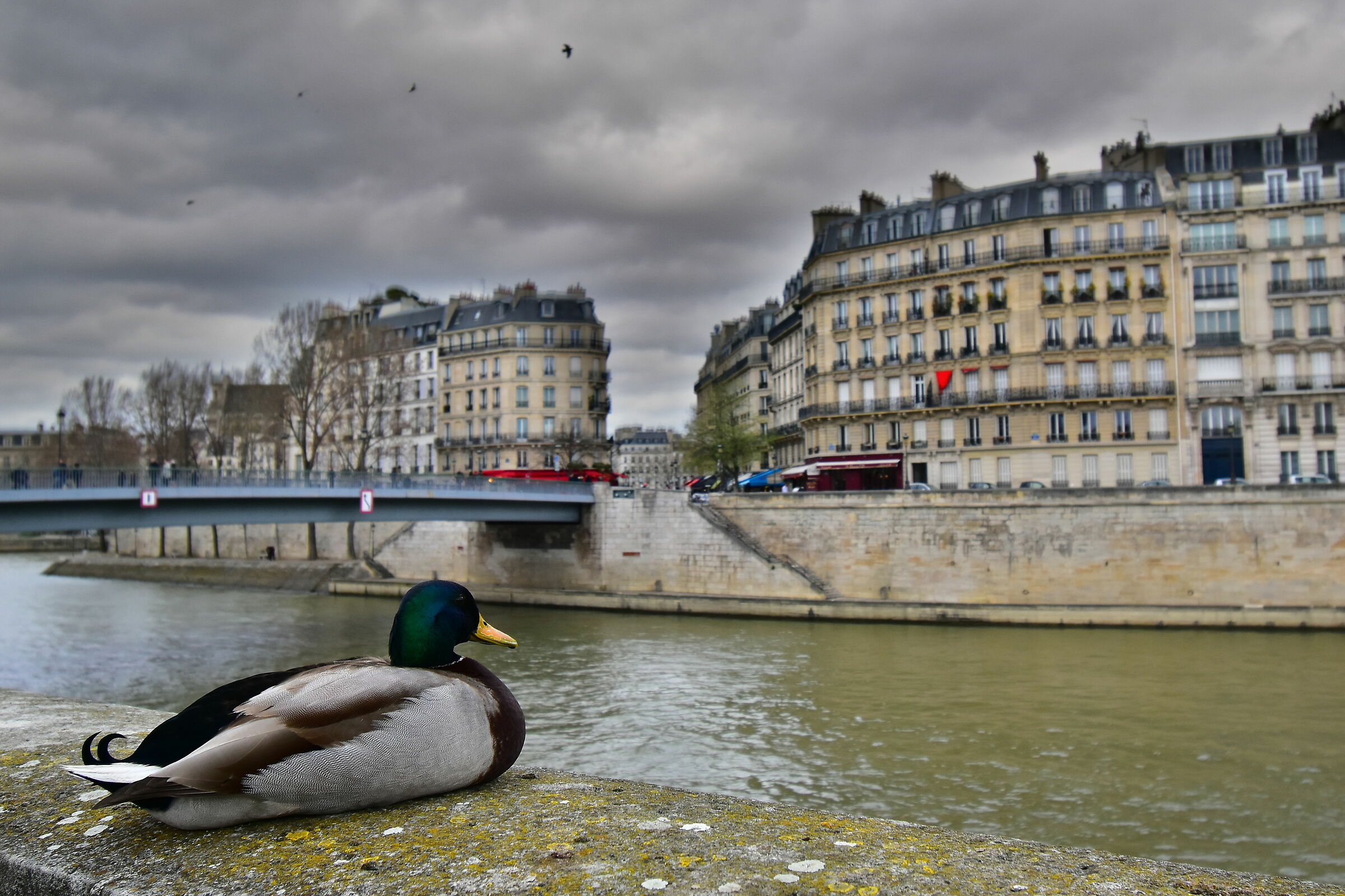 Parisian Duck