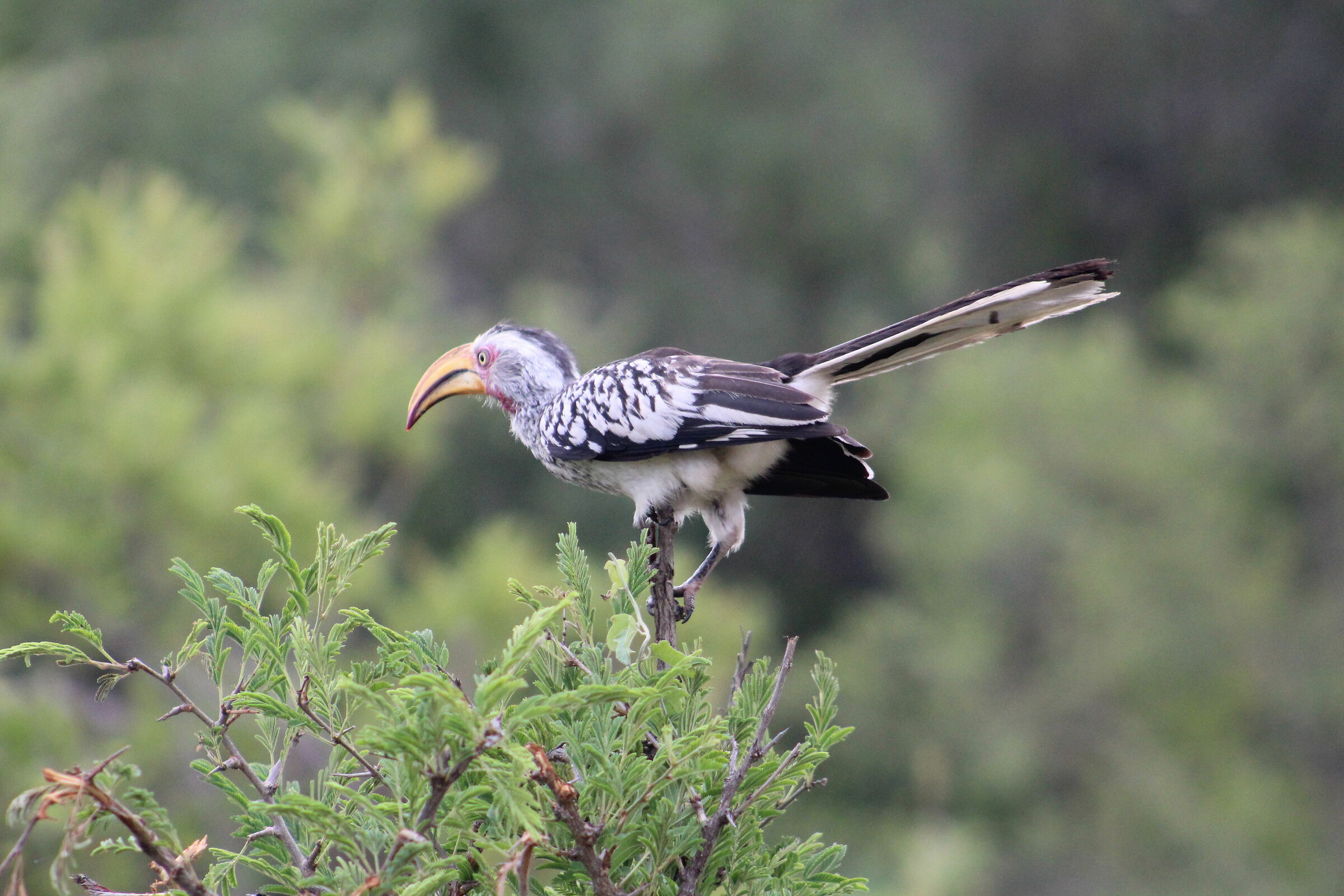 Hornbill