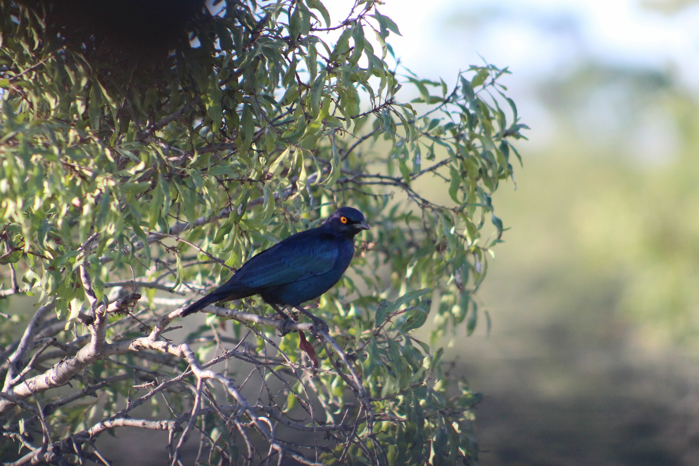 Greater Blue-eared Starling