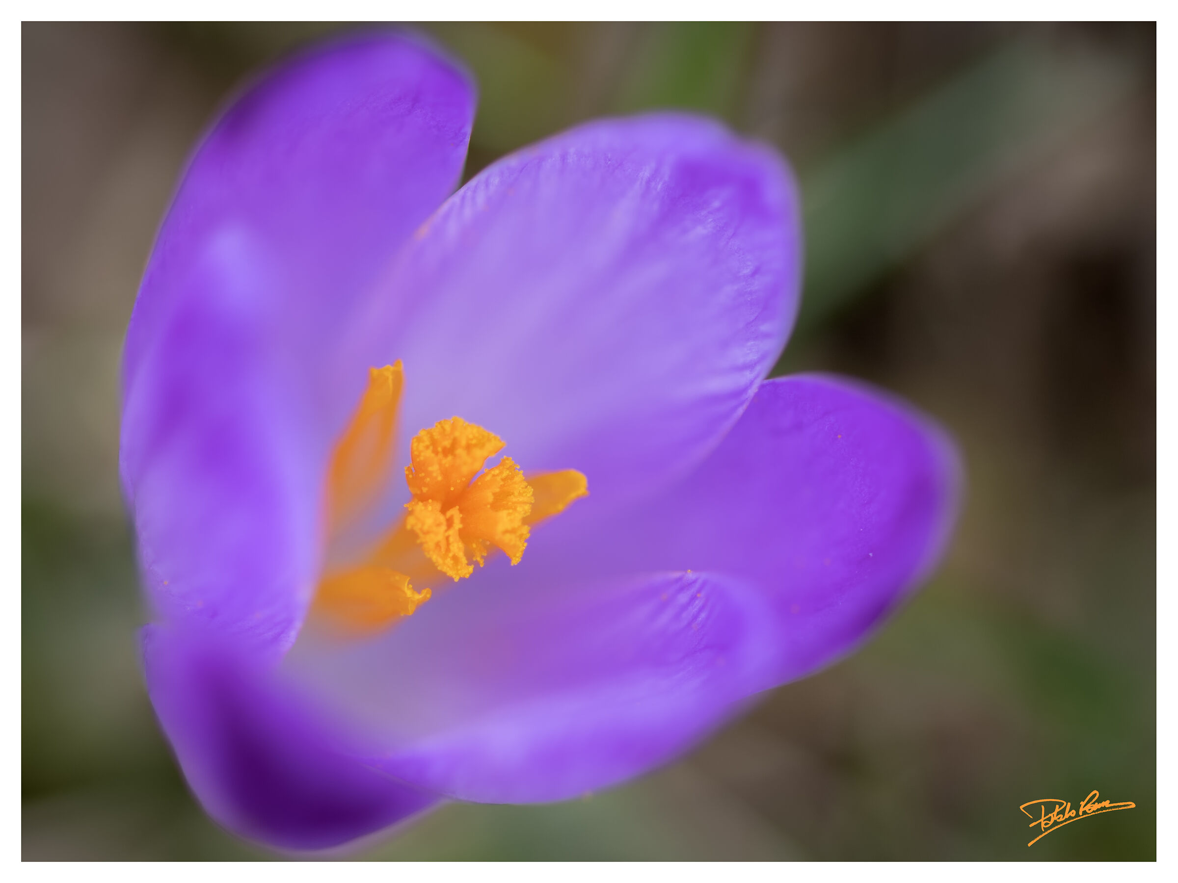 Crocus