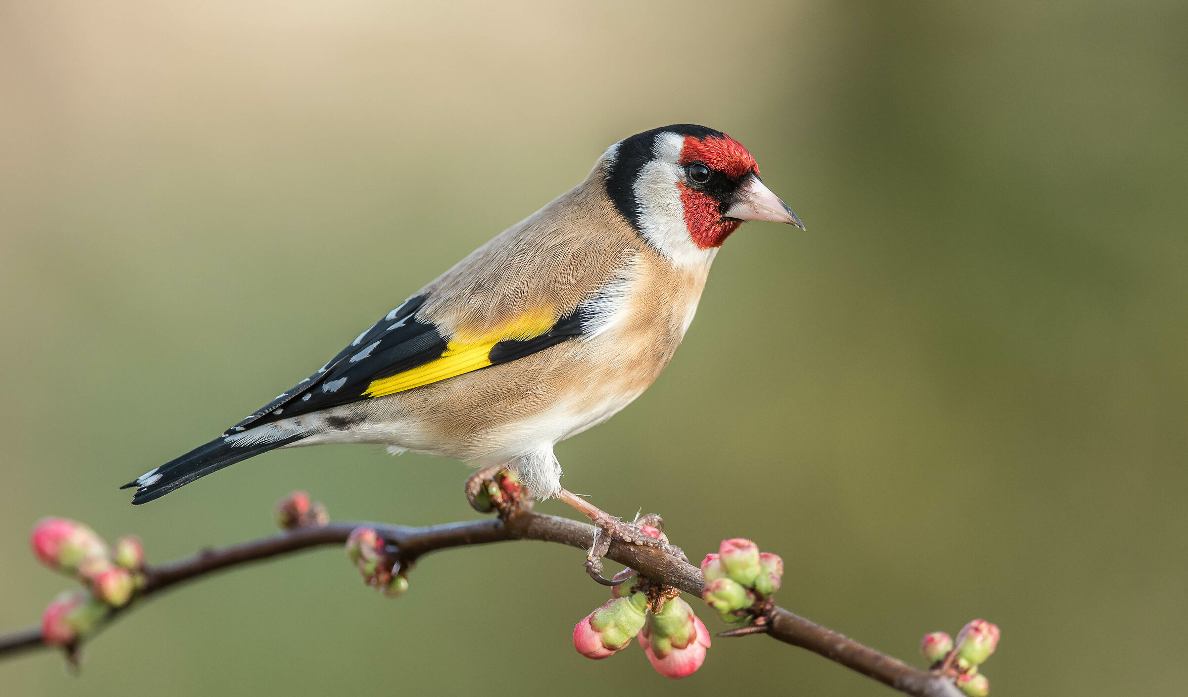 Goldfinch