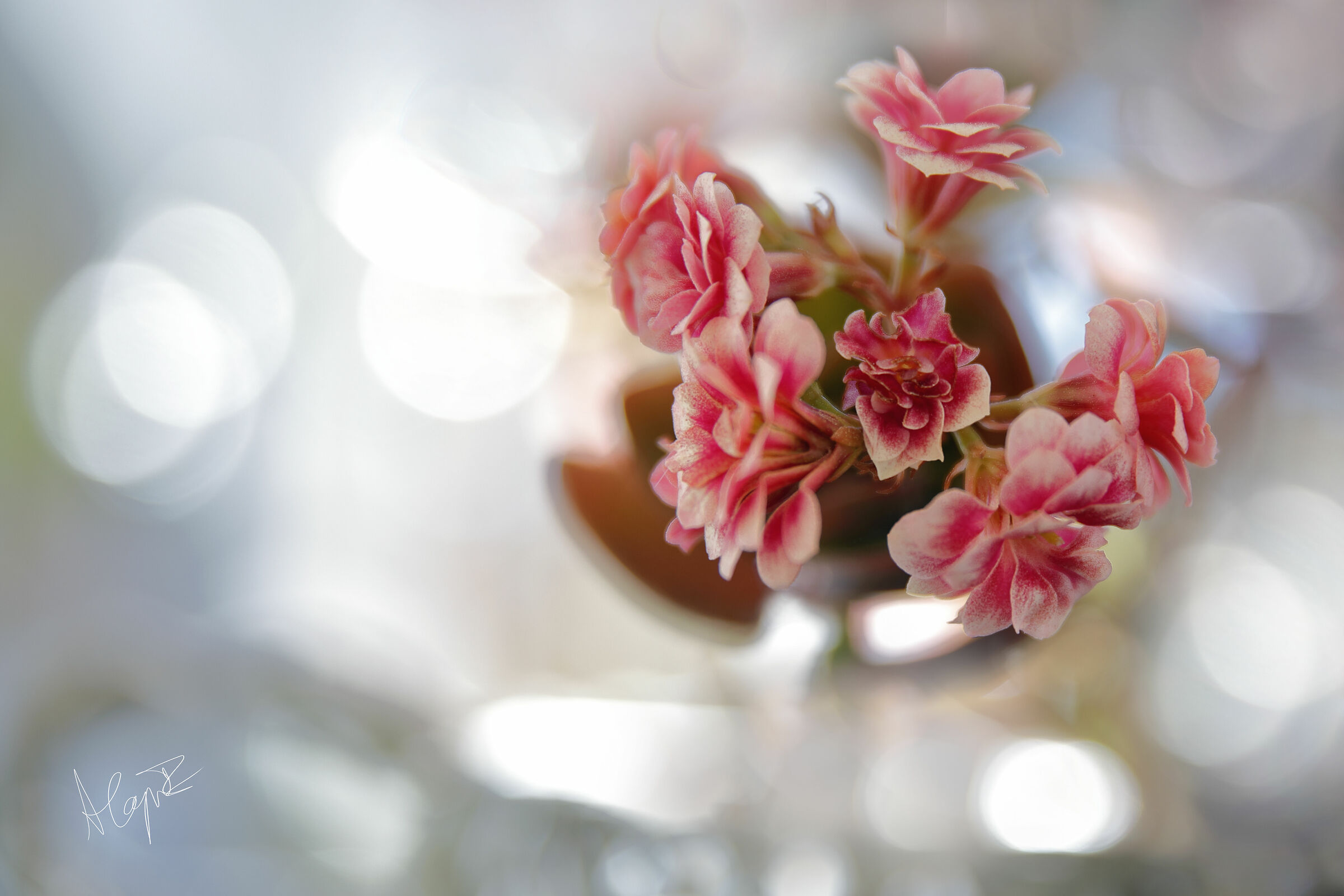 calanche - Garden House