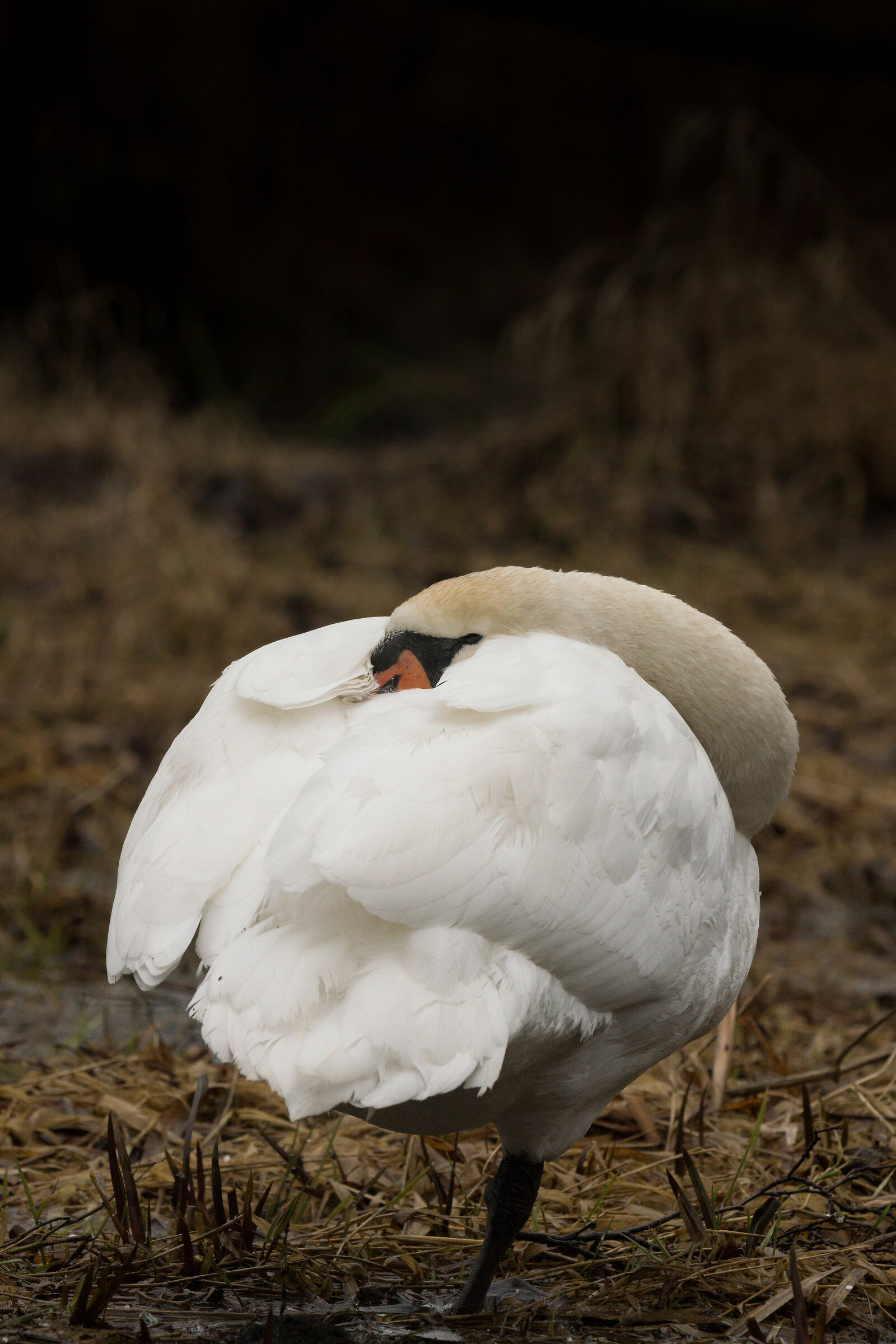 Muto cigno (Cygnus olor)