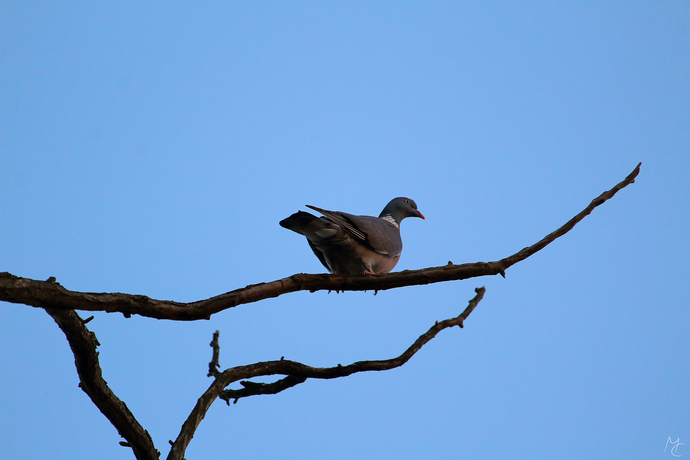 Appollaiato sul ramo