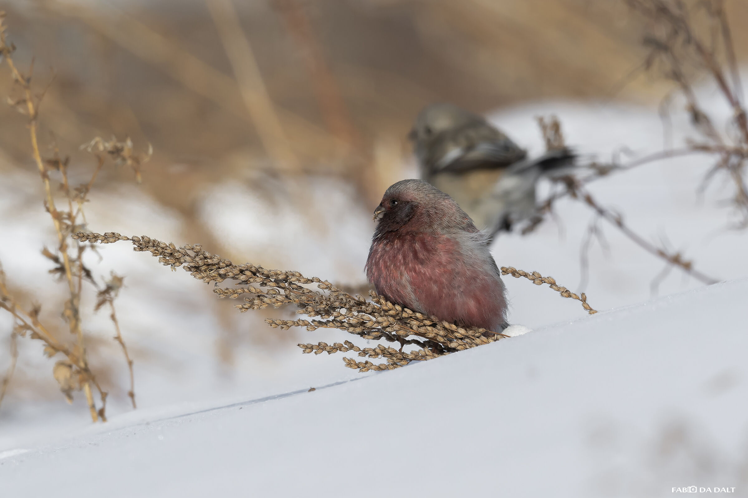 Pink-tailed Bullfinch