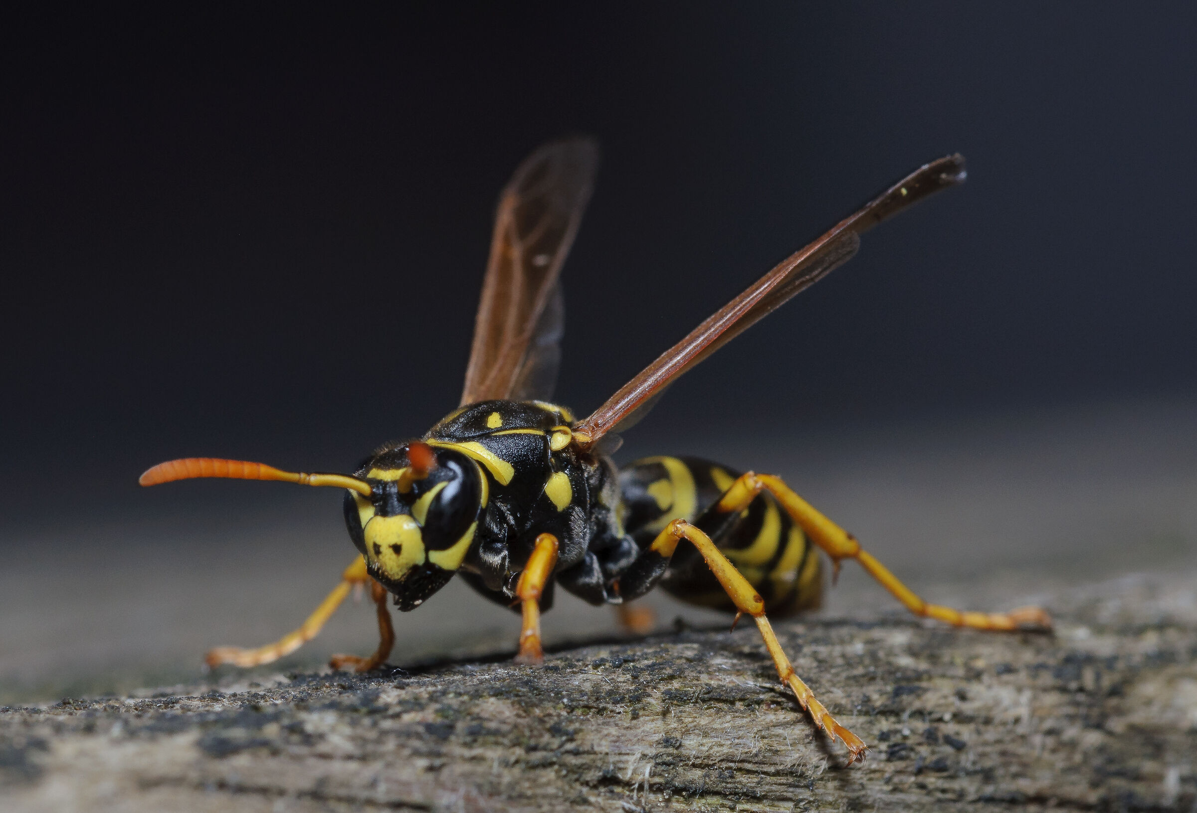 Vespa- In assetto di volo