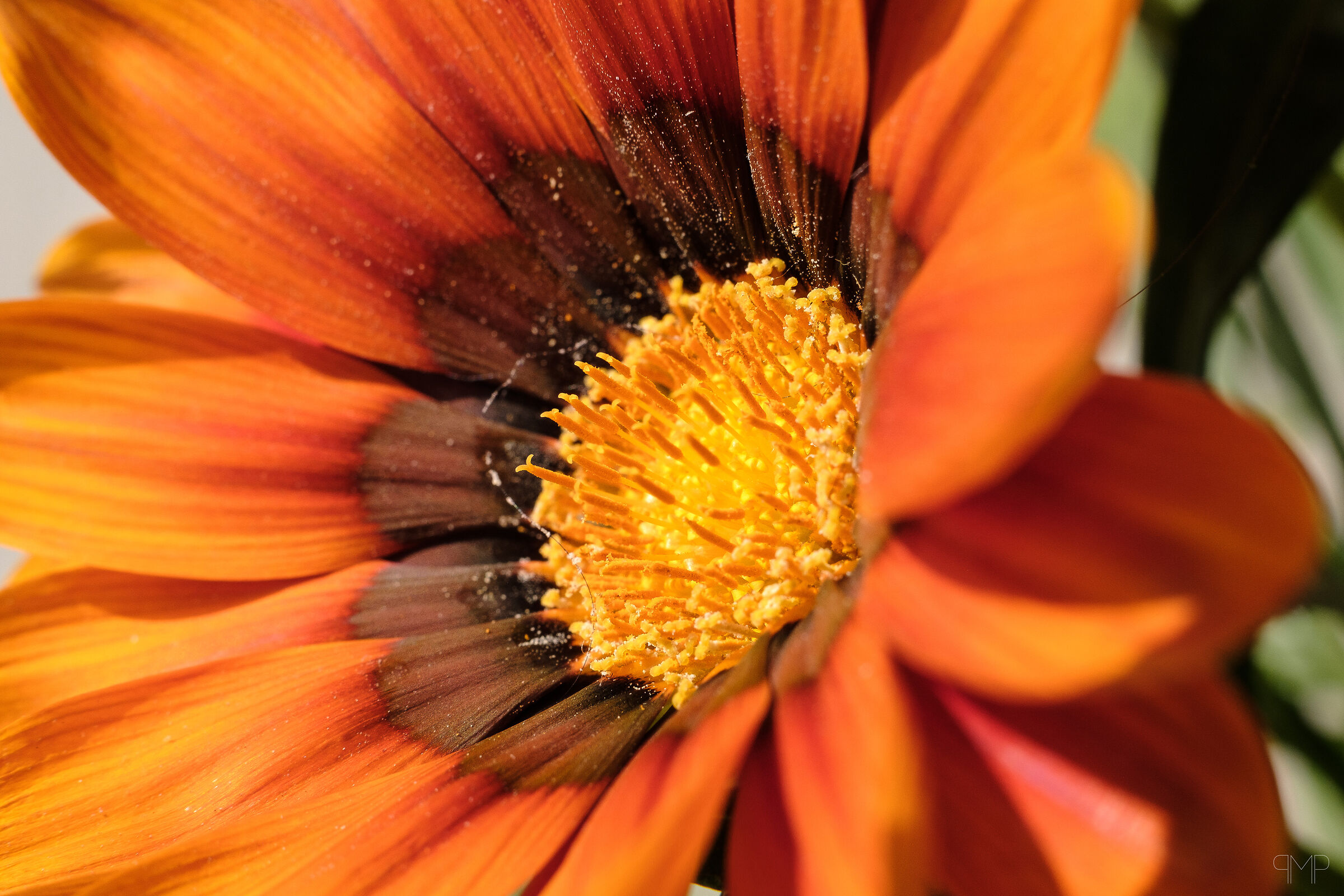 Gazania Rigens