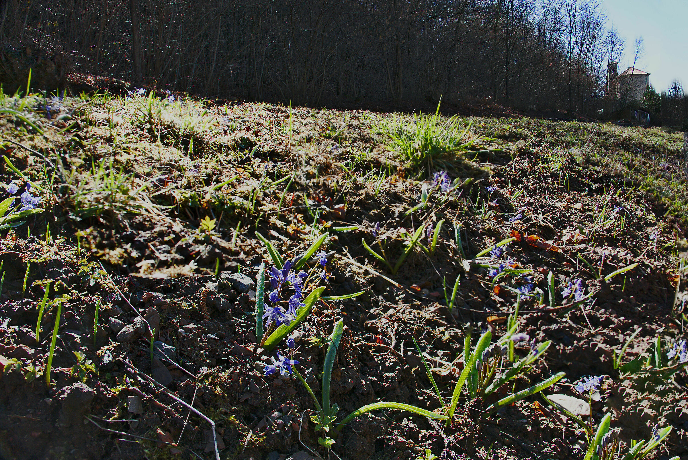 Scille bifoglie di ripa
