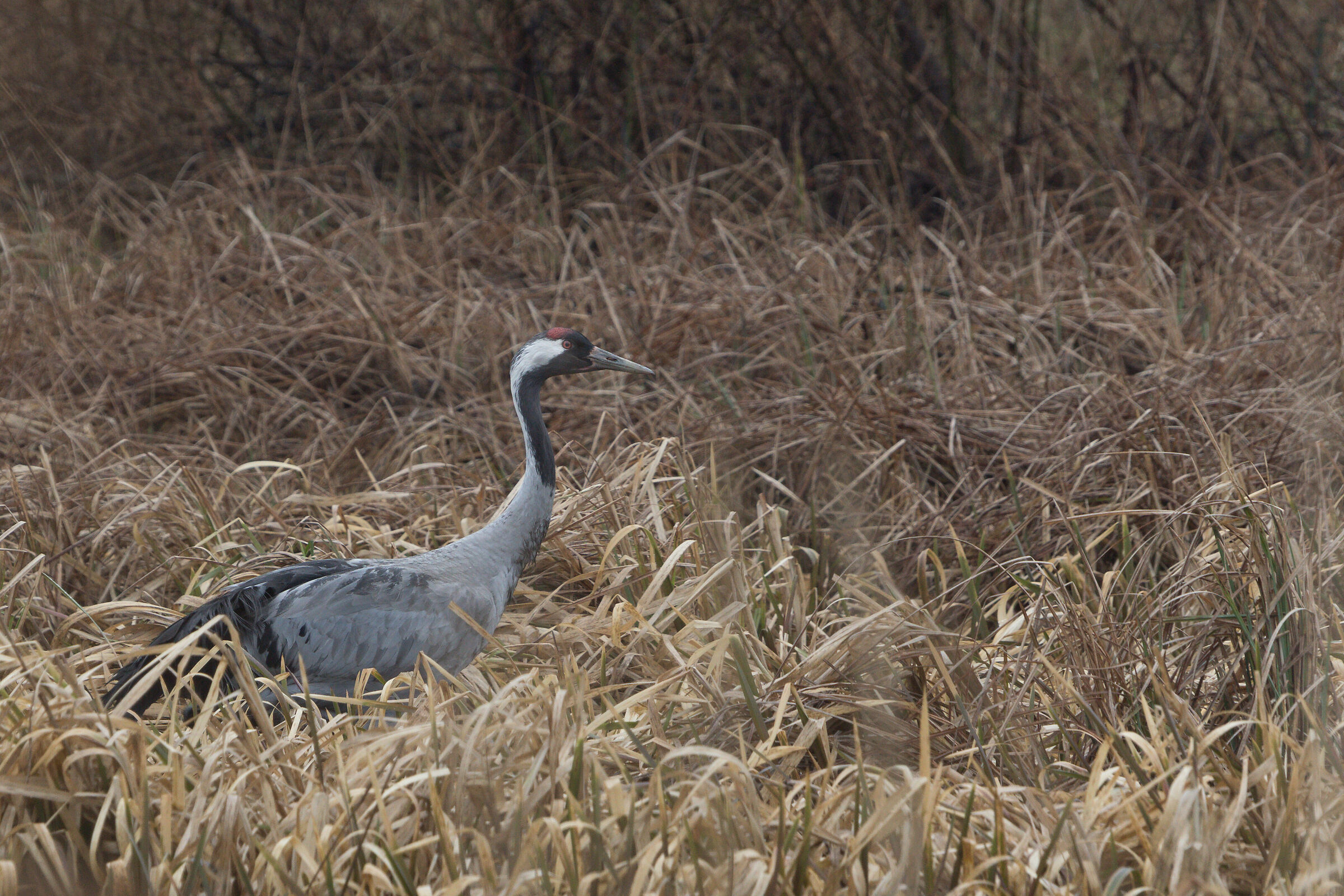 Common crane (Grus grus)