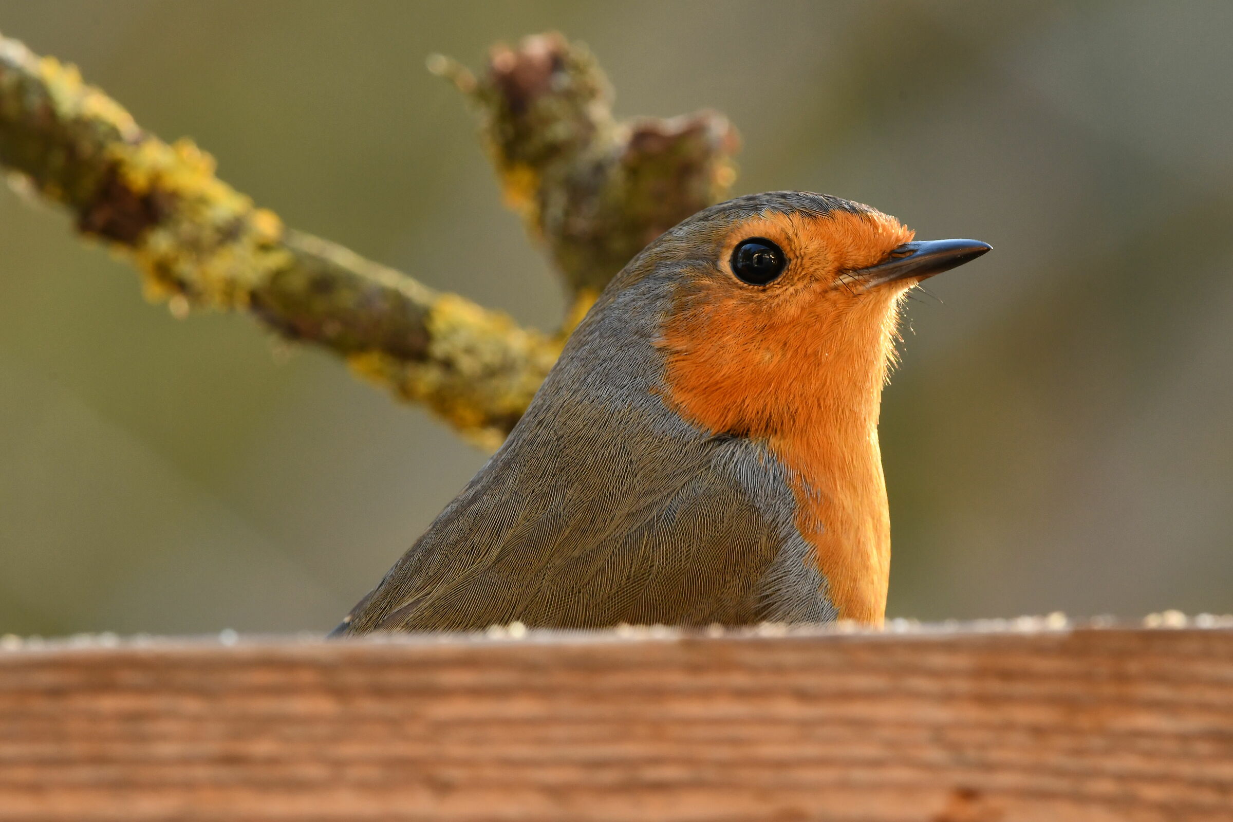 Cucu ', who can see!