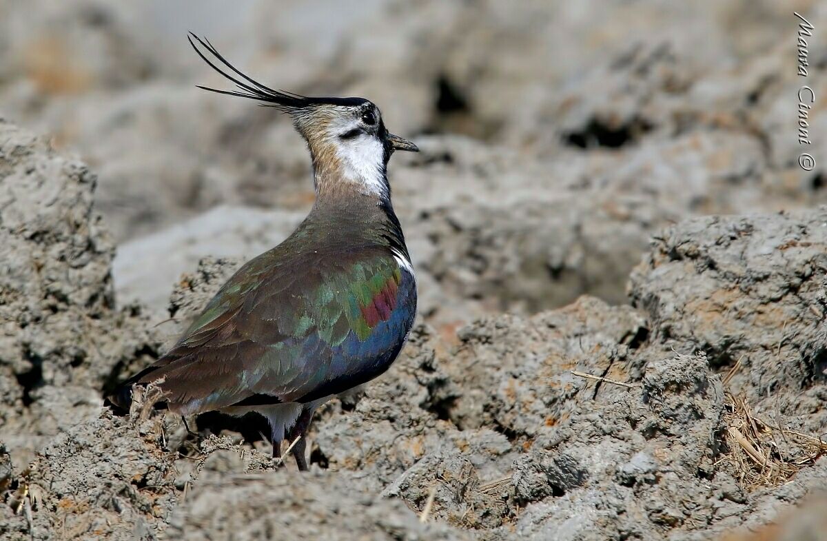 La Pavoncella Guardinga