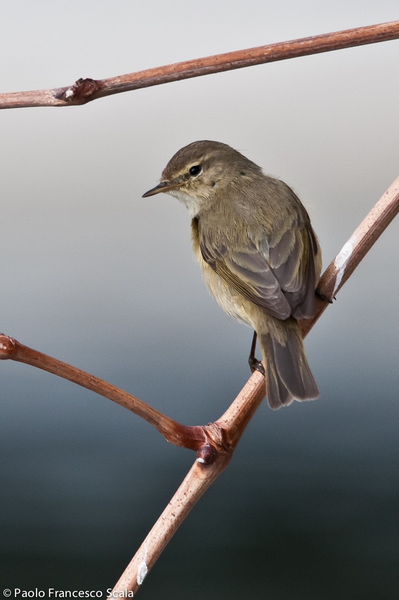 Chiffchaff