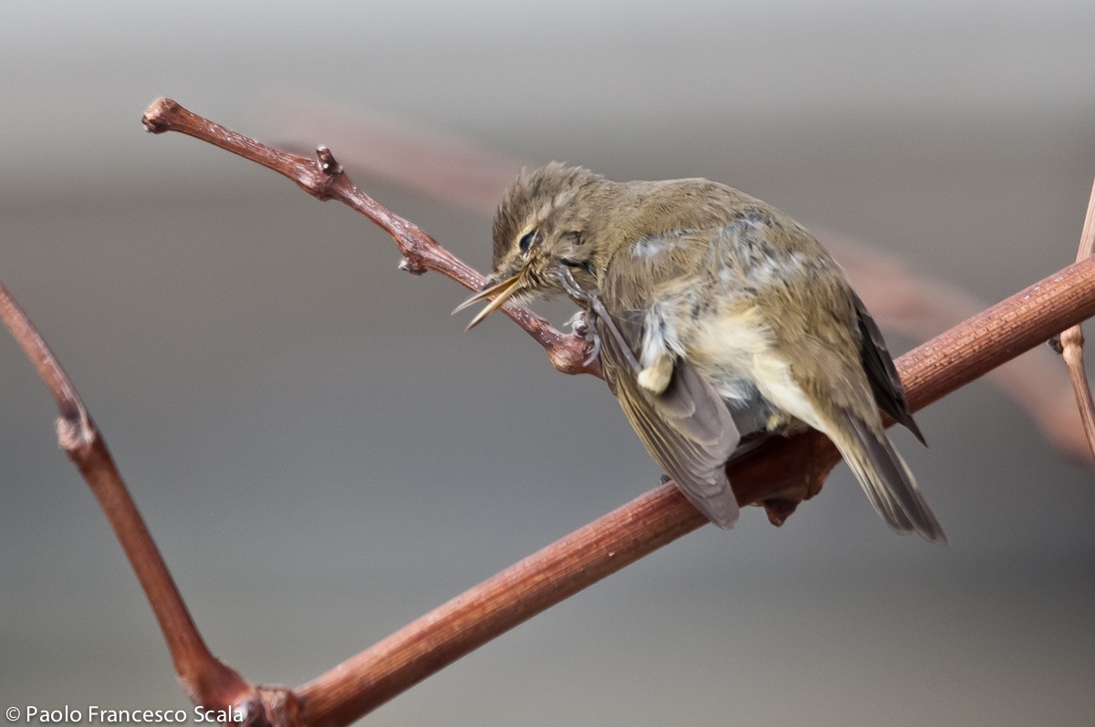 Chiffchaff
