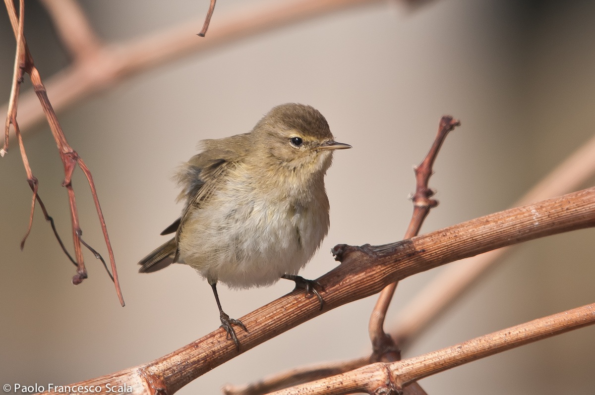Chiffchaff