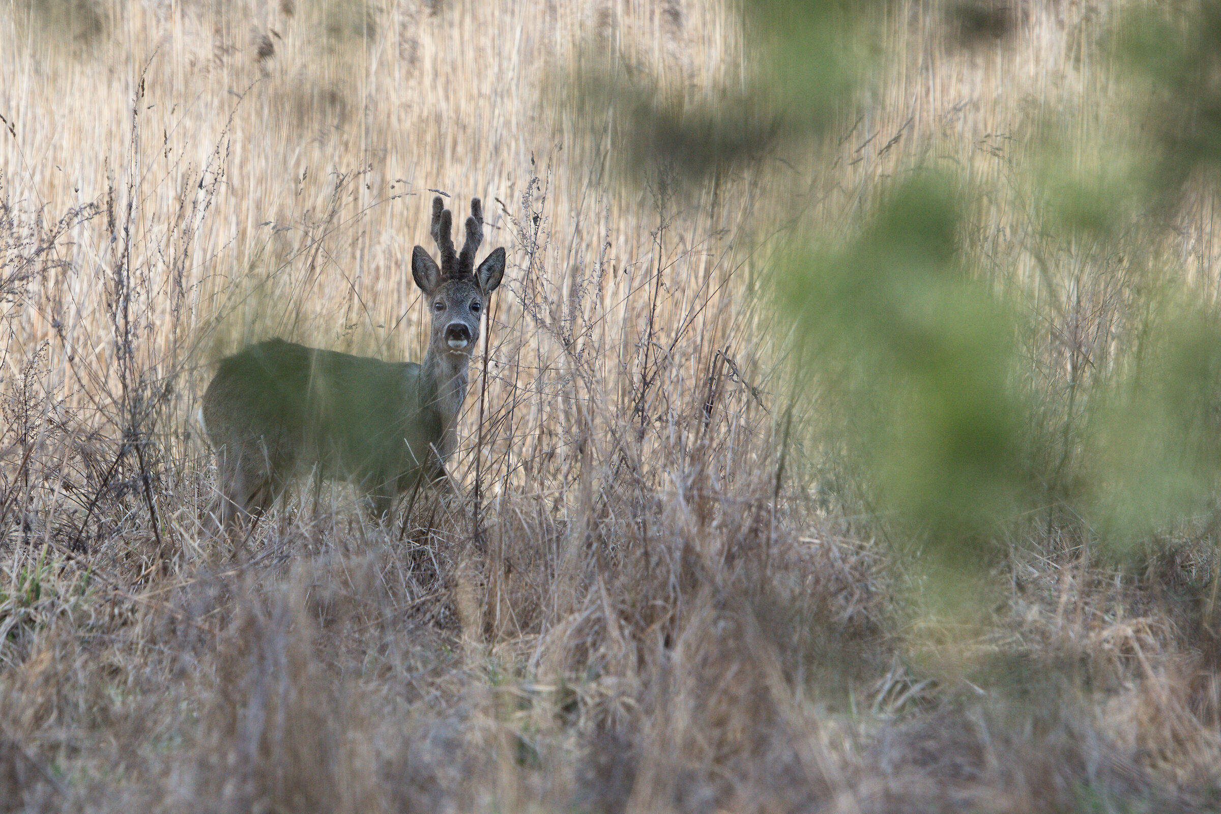 Capriolo (Capreolus capreolus)