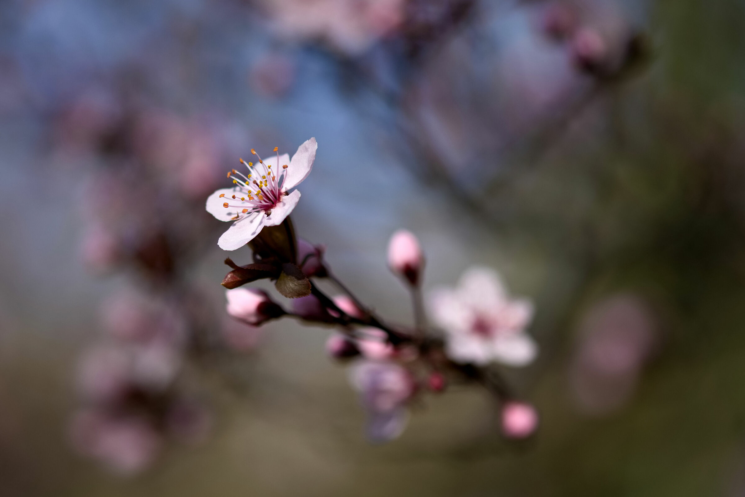Spring Abstract