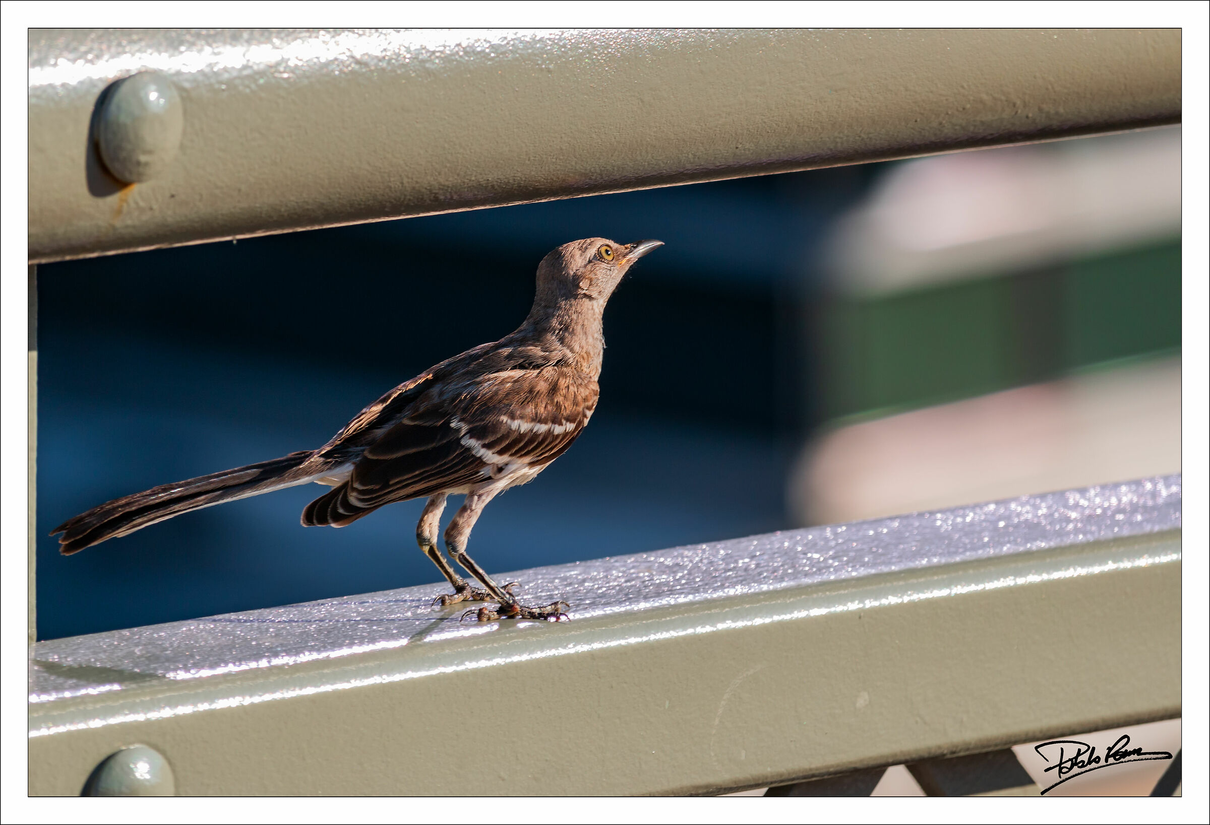 Toxostoma Rhinoderma