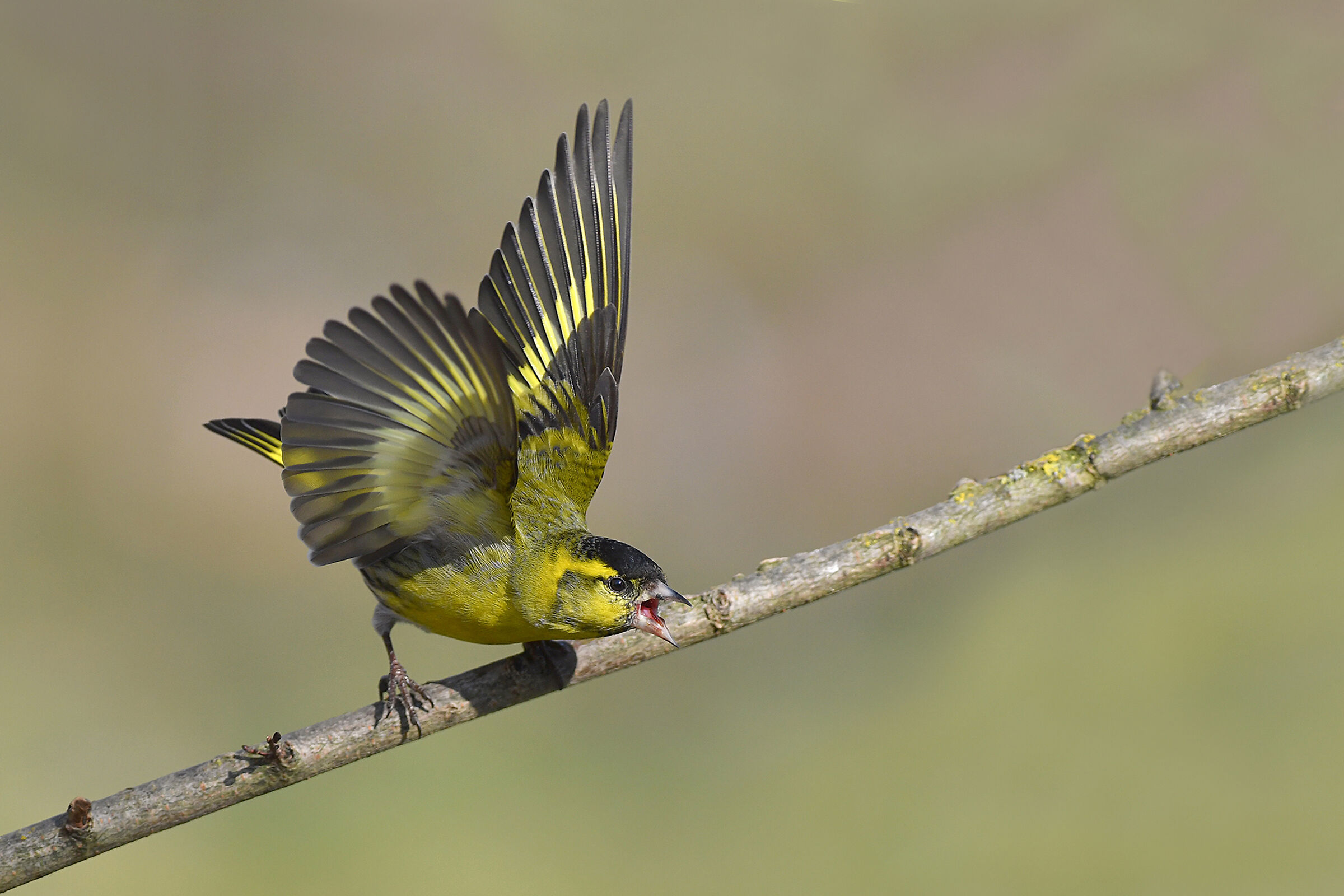 Storie di piume  9  ( Lucherino )