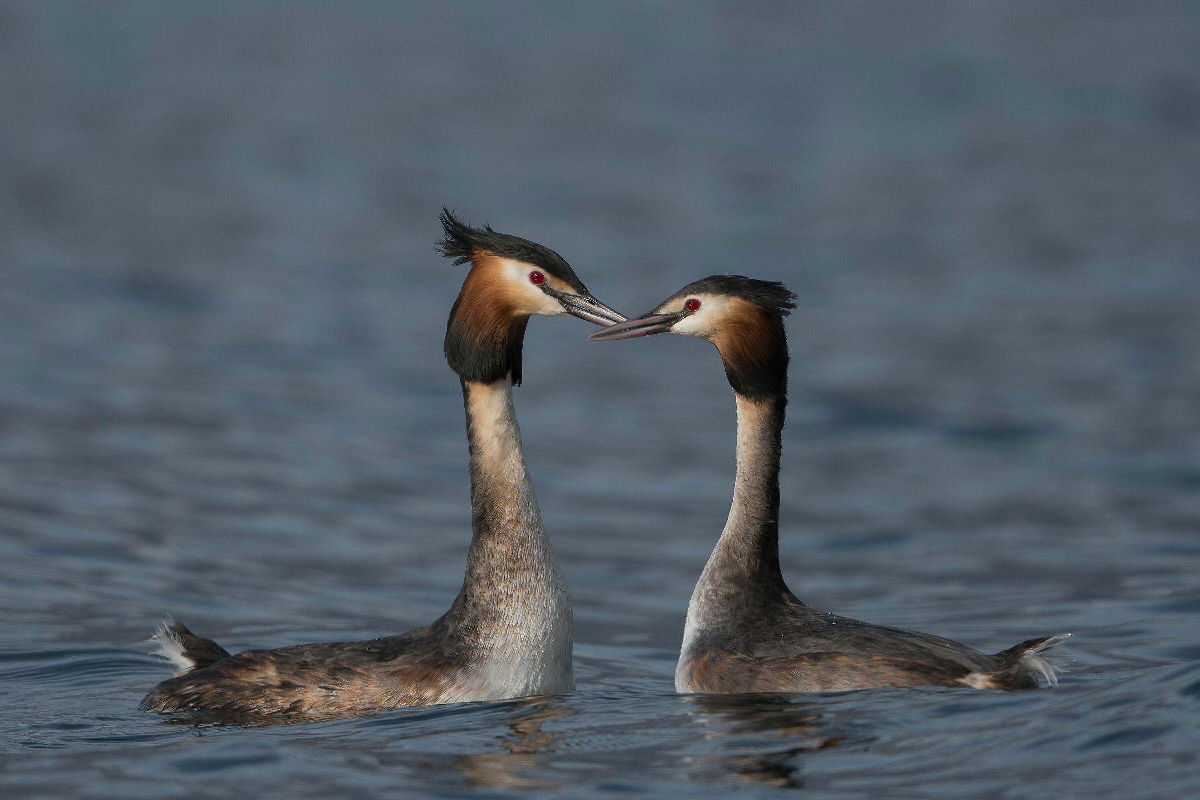 Grebes