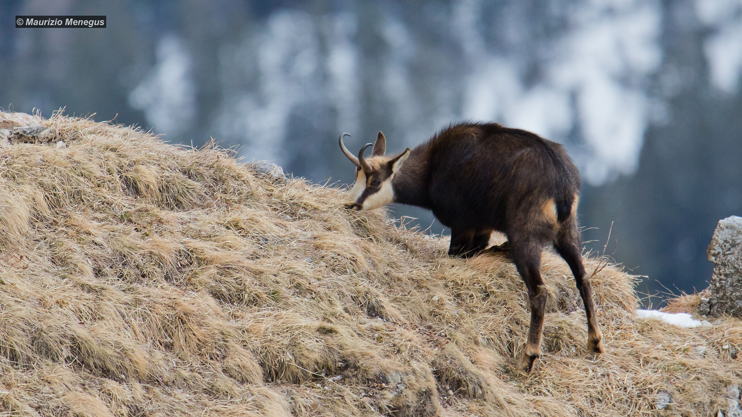 The Chamois Kneeling