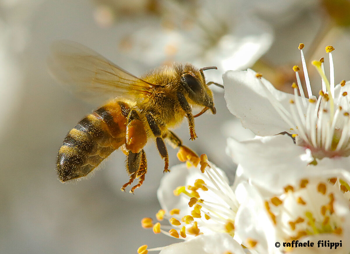 Bee in flight with its load of pollen