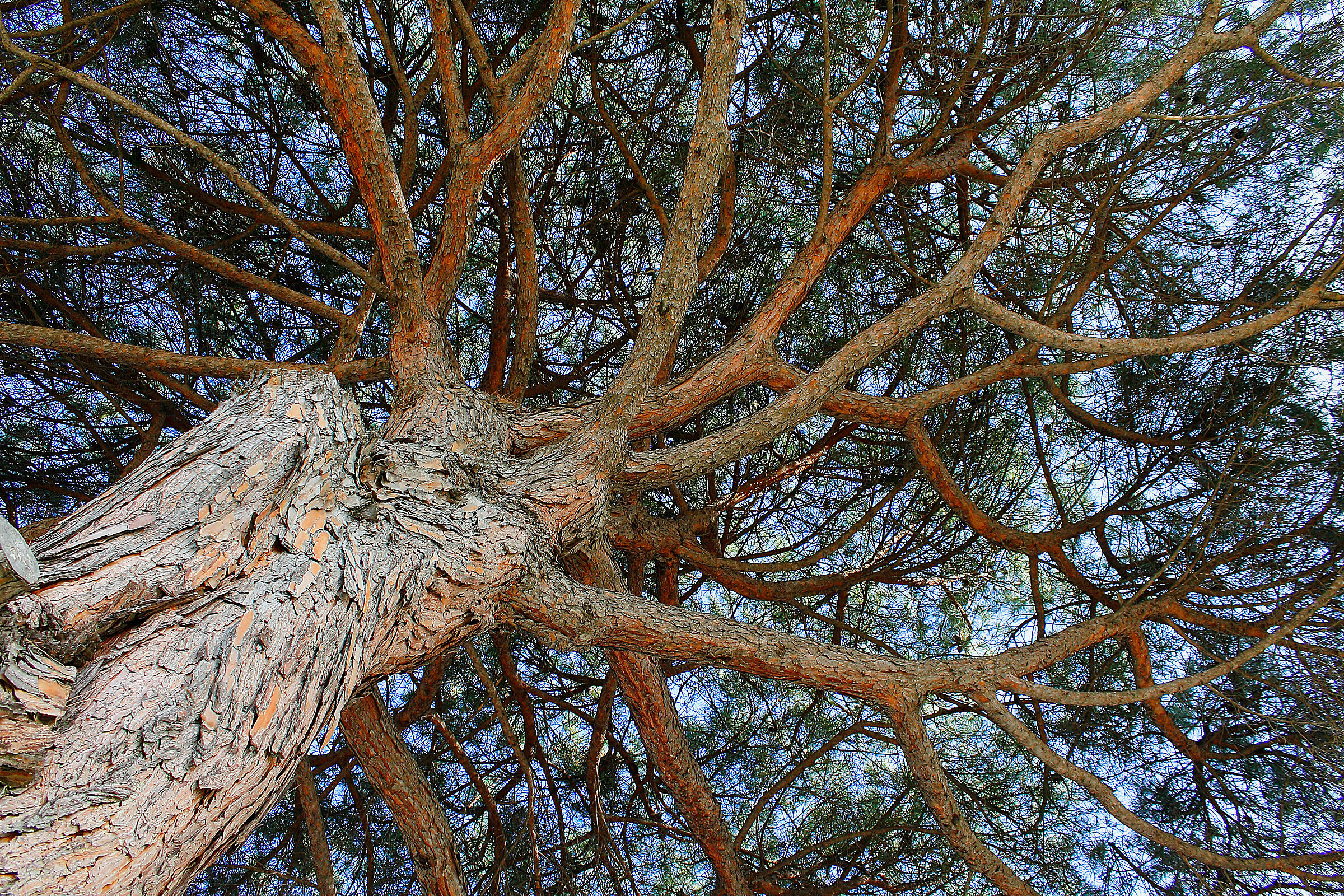 Non dimenticare mai le tue radici...