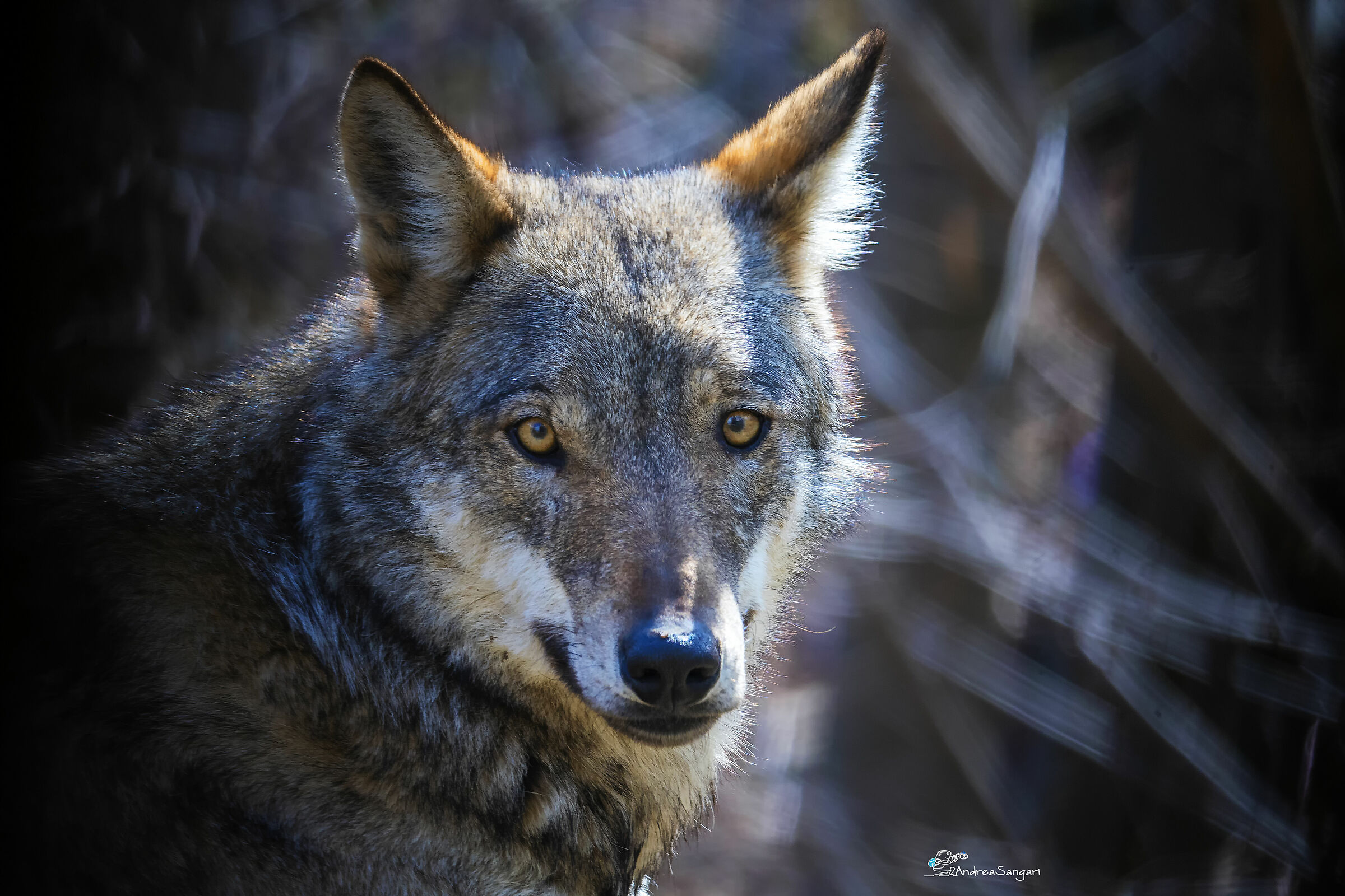 The Look of the wolf